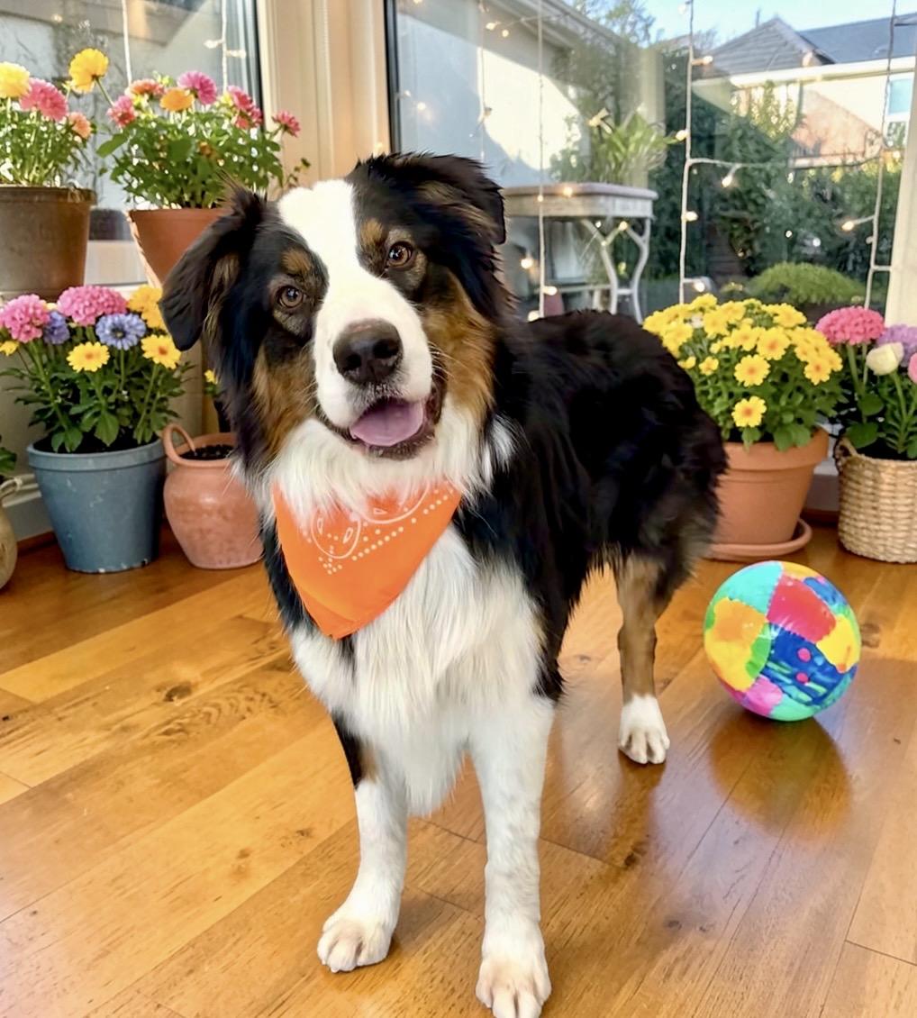 Enlarge Becket, an adopted Australian Shepherd in Perry, IA image 5/6