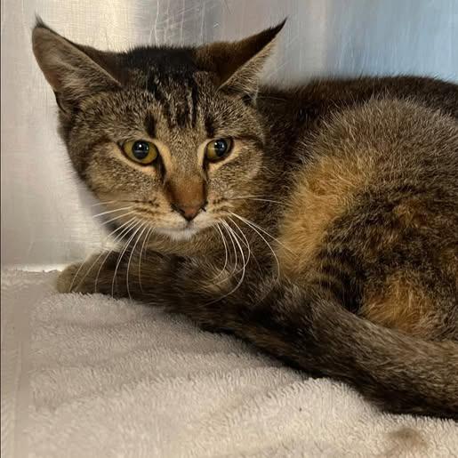 26-331, Adoptable, Kitten Female Domestic Short Hair.