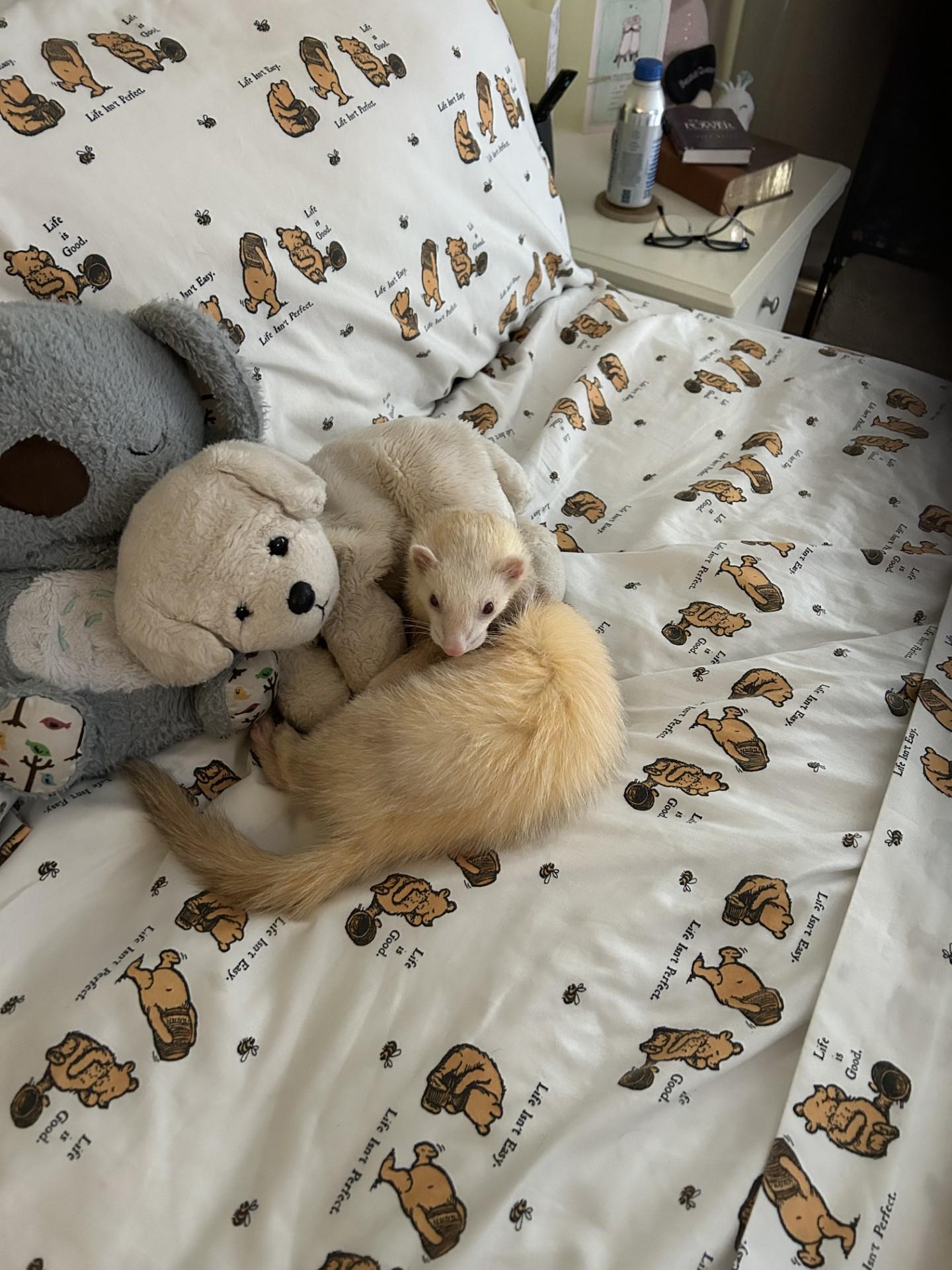 Enlarge Jumba, a ADOPTABLE Ferret in Lake worth, FL image 1/1