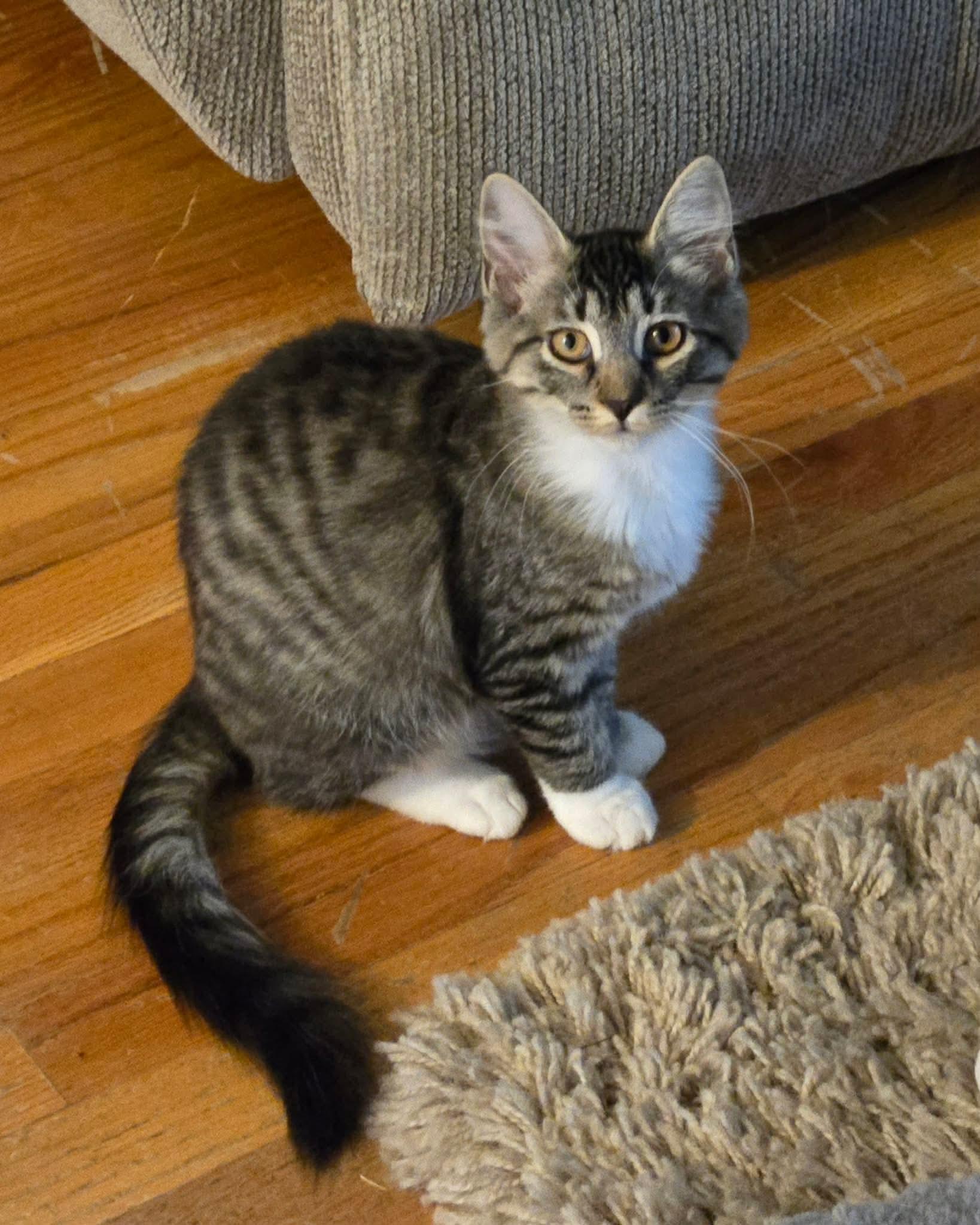 Enlarge Bootie, a Adoptable Domestic Long Hair in Freemansburg, PA image 1/3