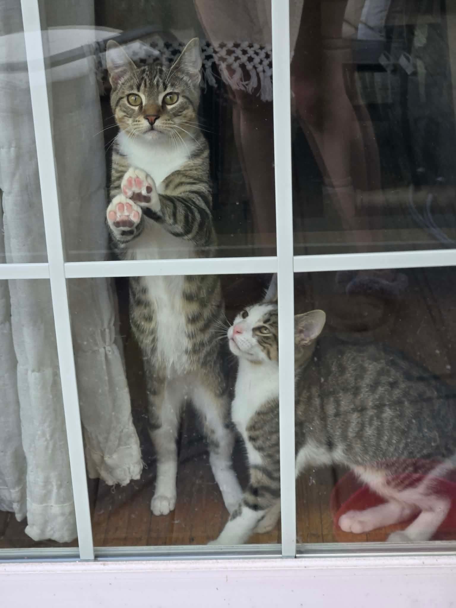 Enlarge Bootie, a Adoptable Domestic Long Hair in Freemansburg, PA image 3/3