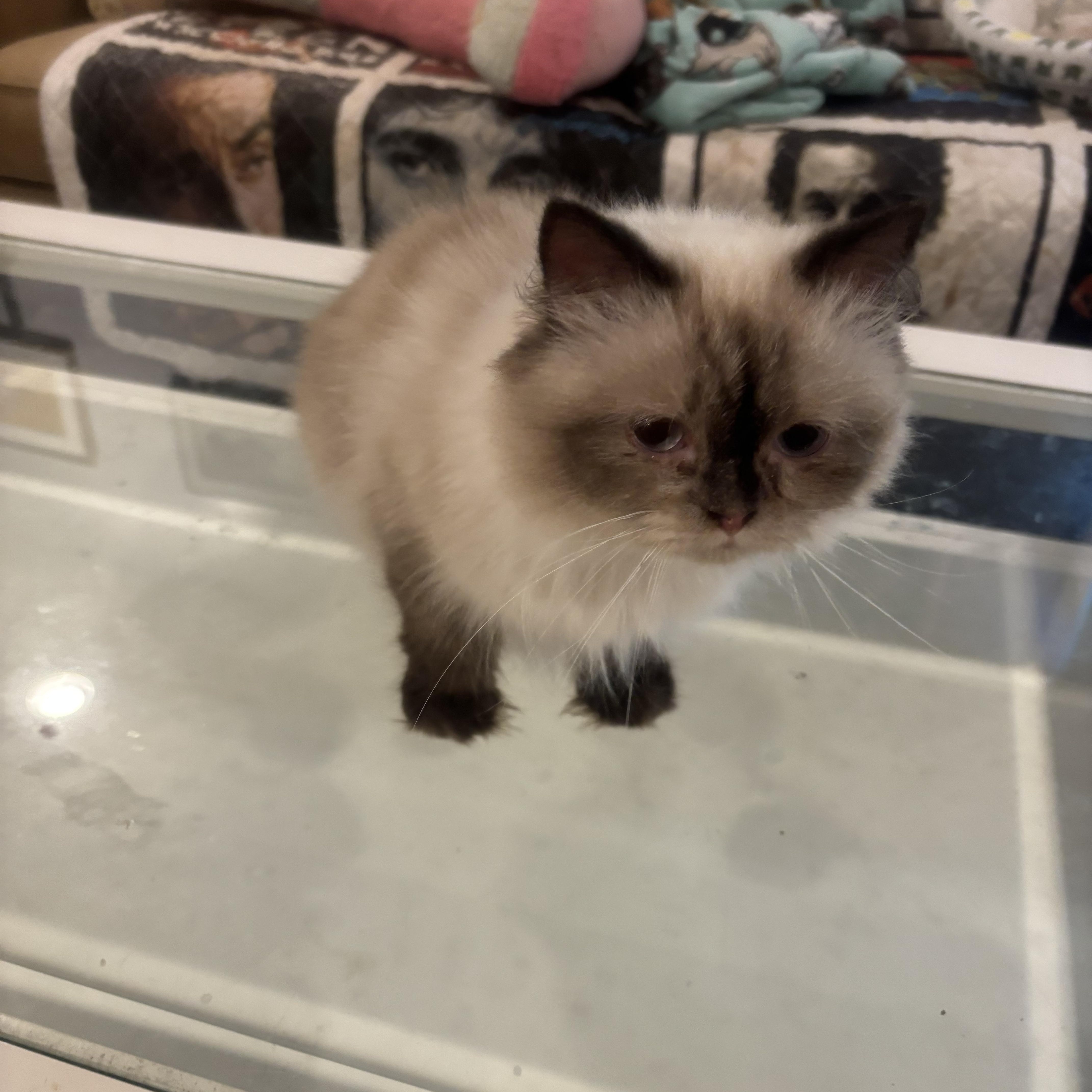Enlarge Warda (Himalayan), a ADOPTABLE Himalayan in Fairfax, VA image 3/3