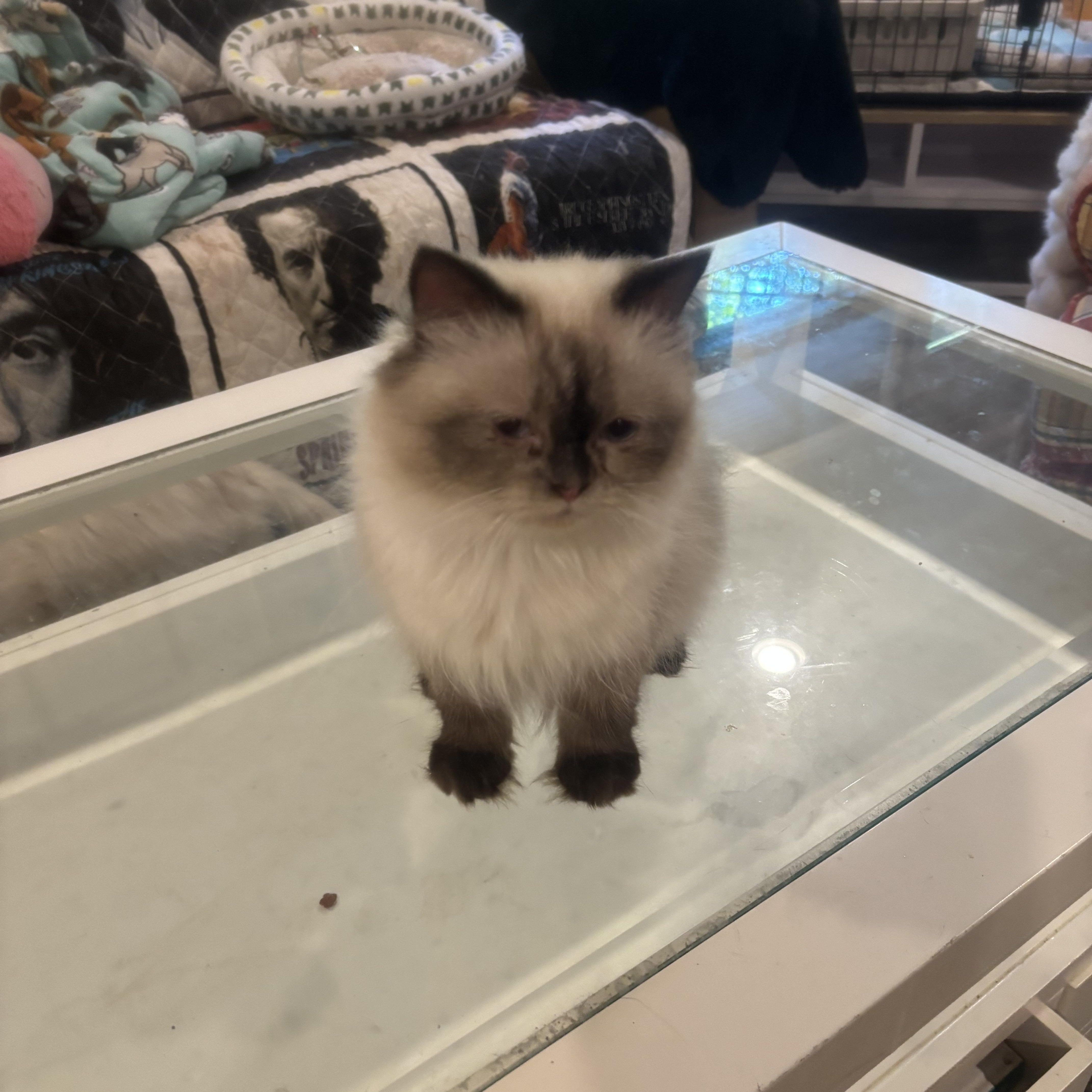Warda (Himalayan), ADOPTABLE, Young Female Himalayan.