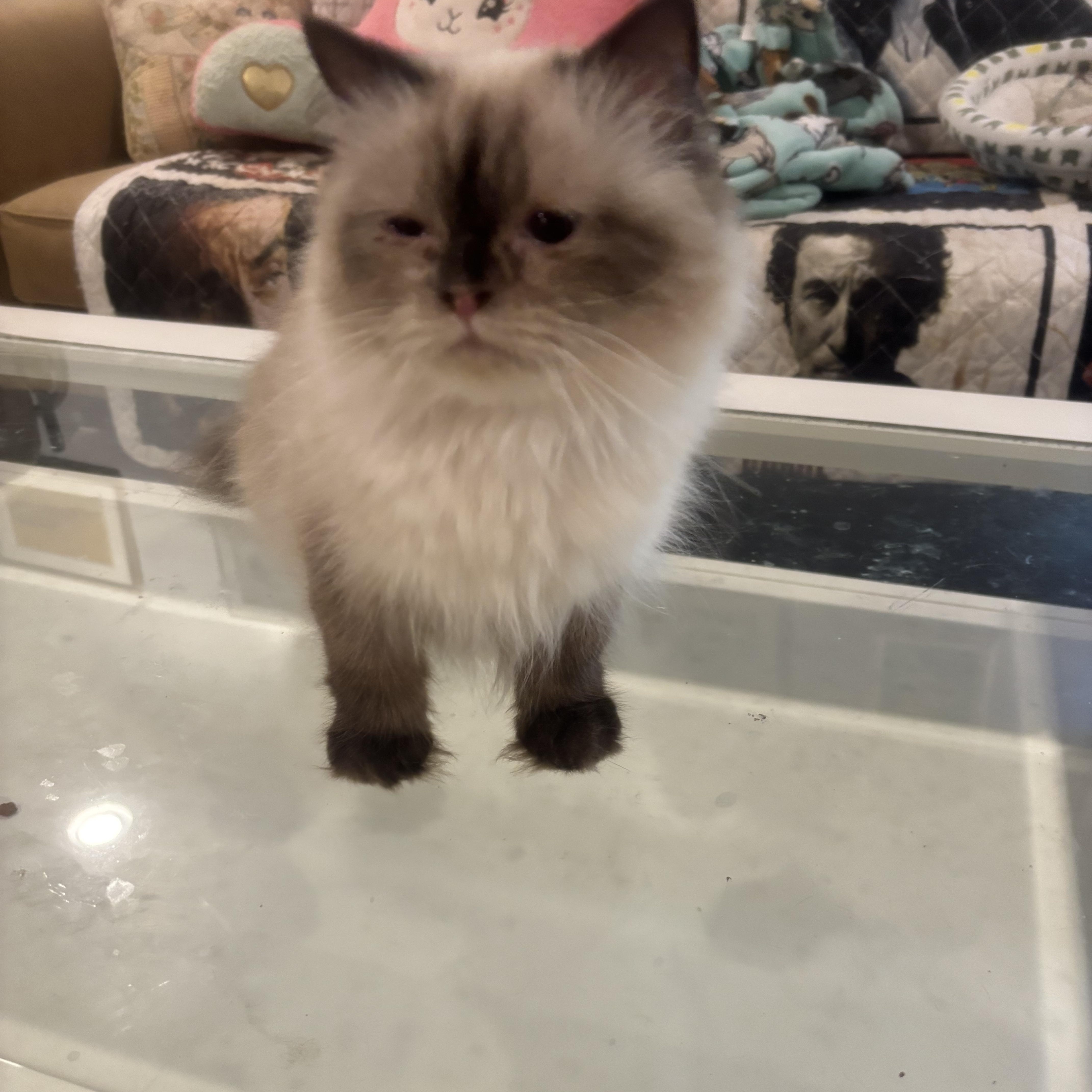Enlarge Warda (Himalayan), a ADOPTABLE Himalayan in Fairfax, VA image 2/3