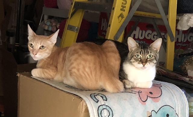 Griffin & Abby Rose, a Adoptable Tabby in Tustin, CA image 1/2