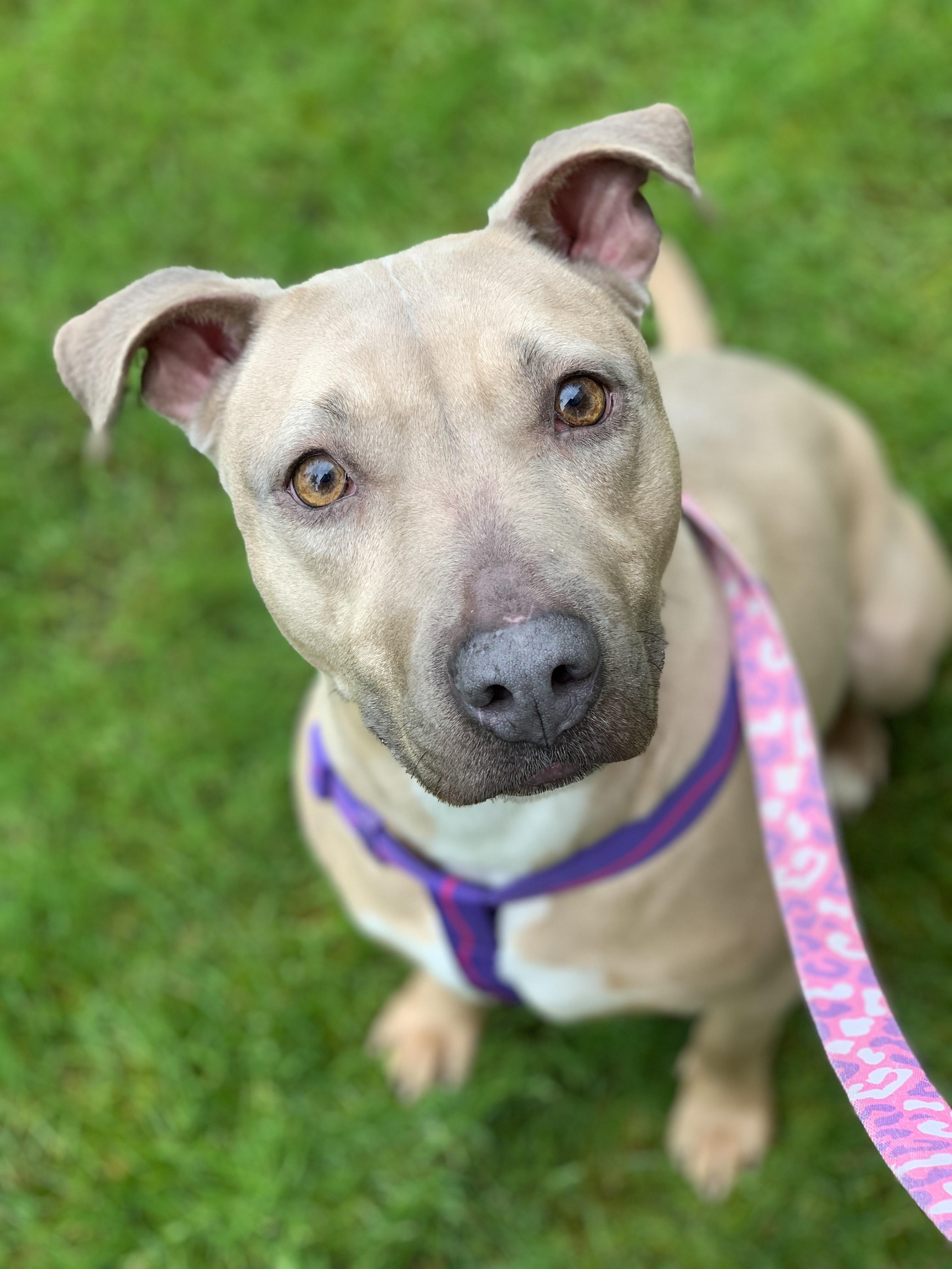 Enlarge Little Mama, a Adoptable mixed breed in lynnwood , WA image 6/6