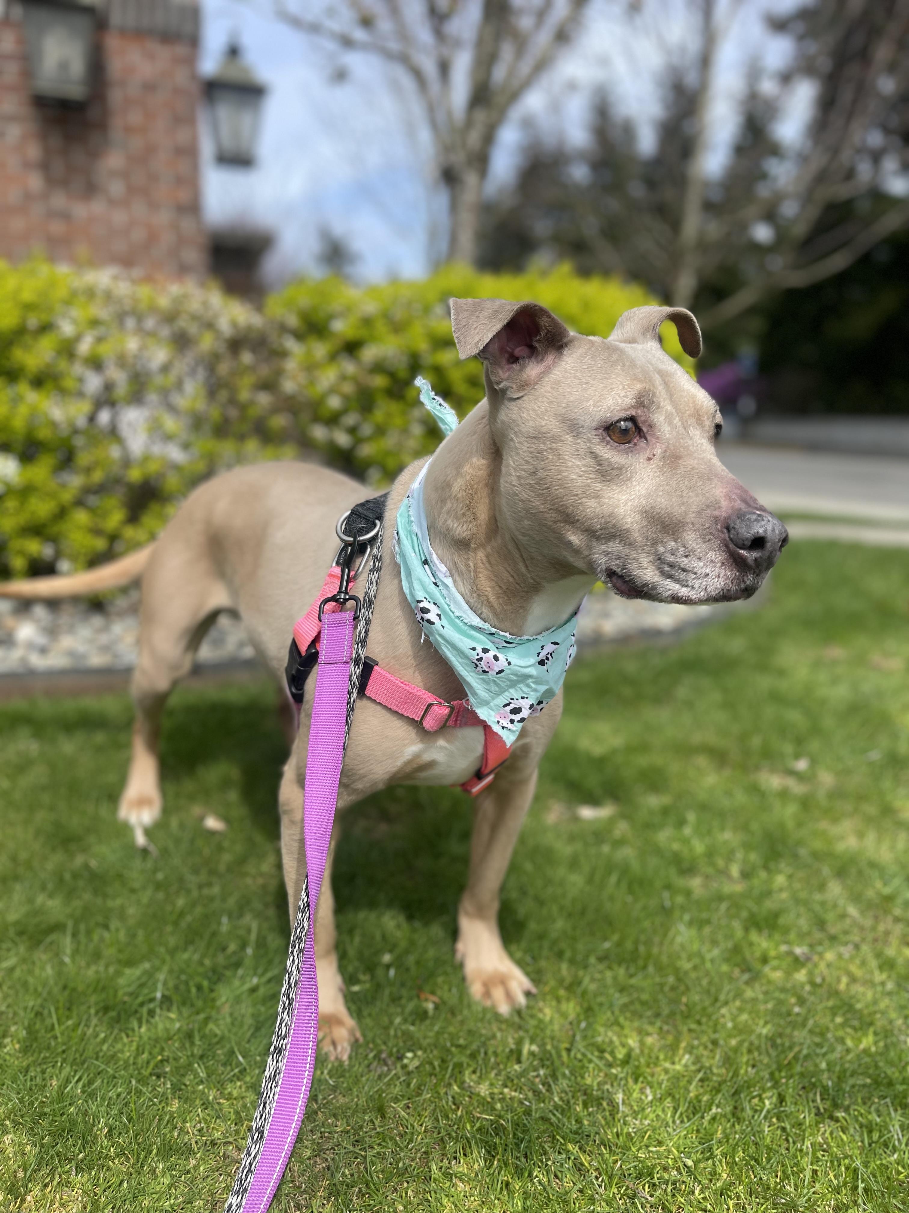 Enlarge Little Mama, a Adoptable mixed breed in lynnwood , WA image 5/6