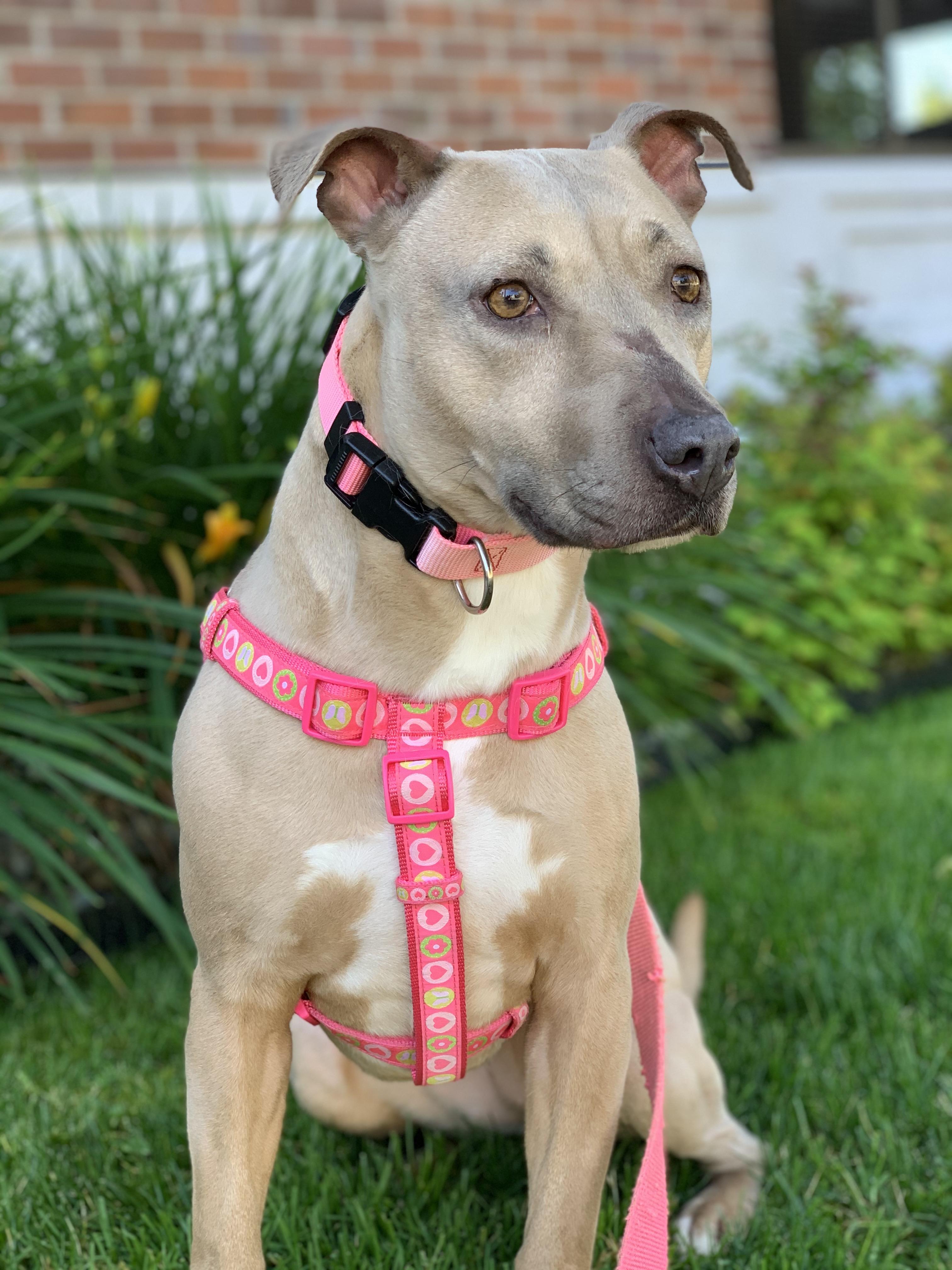 Enlarge Little Mama, a Adoptable mixed breed in lynnwood , WA image 4/6