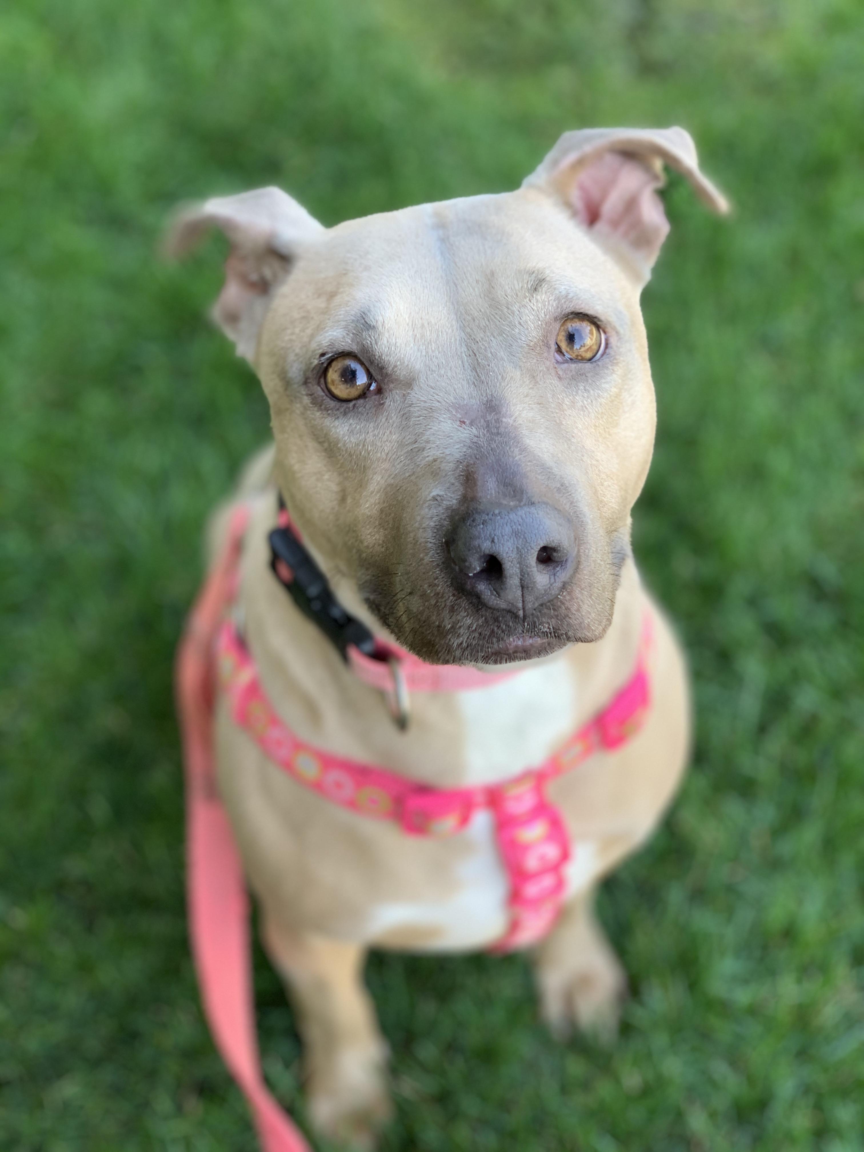 Enlarge Little Mama, a Adoptable mixed breed in lynnwood , WA image 2/6