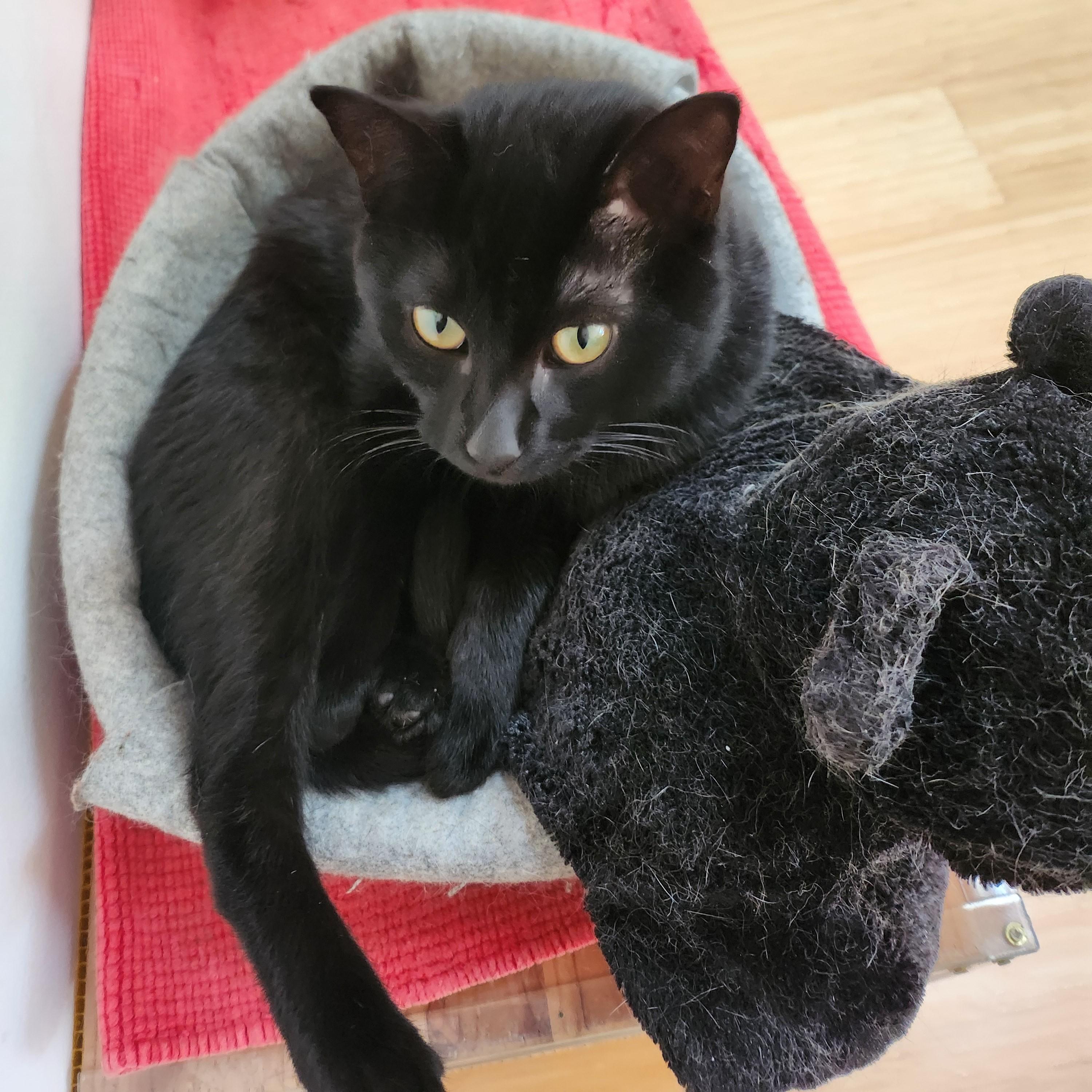 Prince, a ADOPTABLE Domestic Short Hair in Marin, CA image 2/6