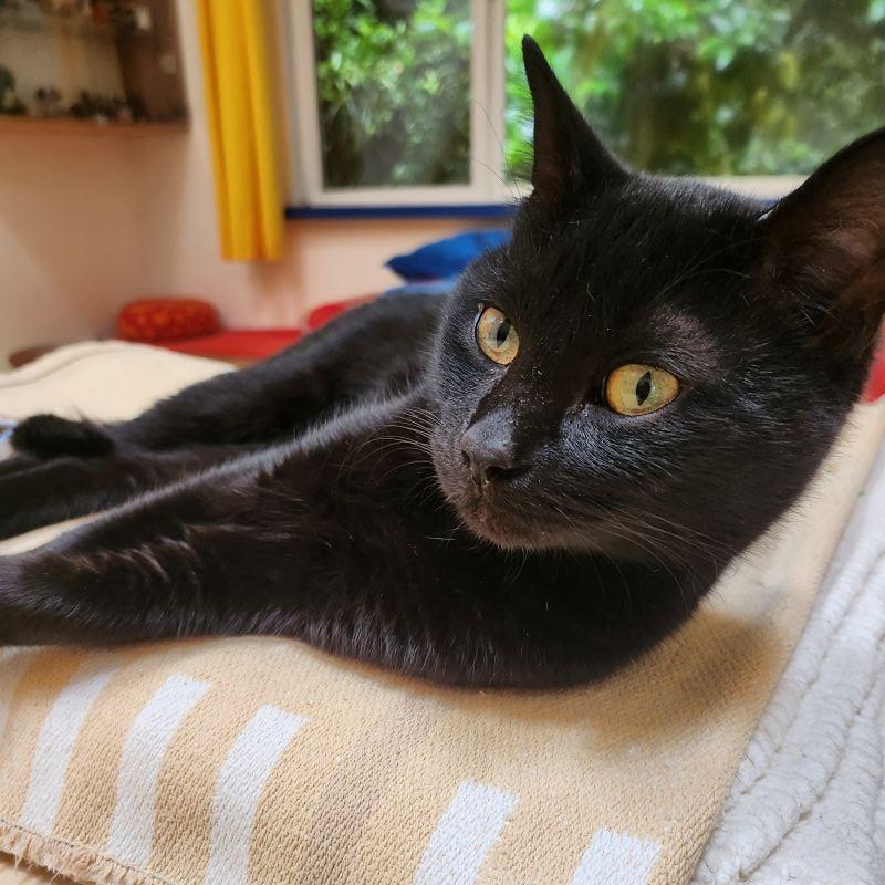 Prince, ADOPTABLE, Kitten Male Domestic Short Hair.