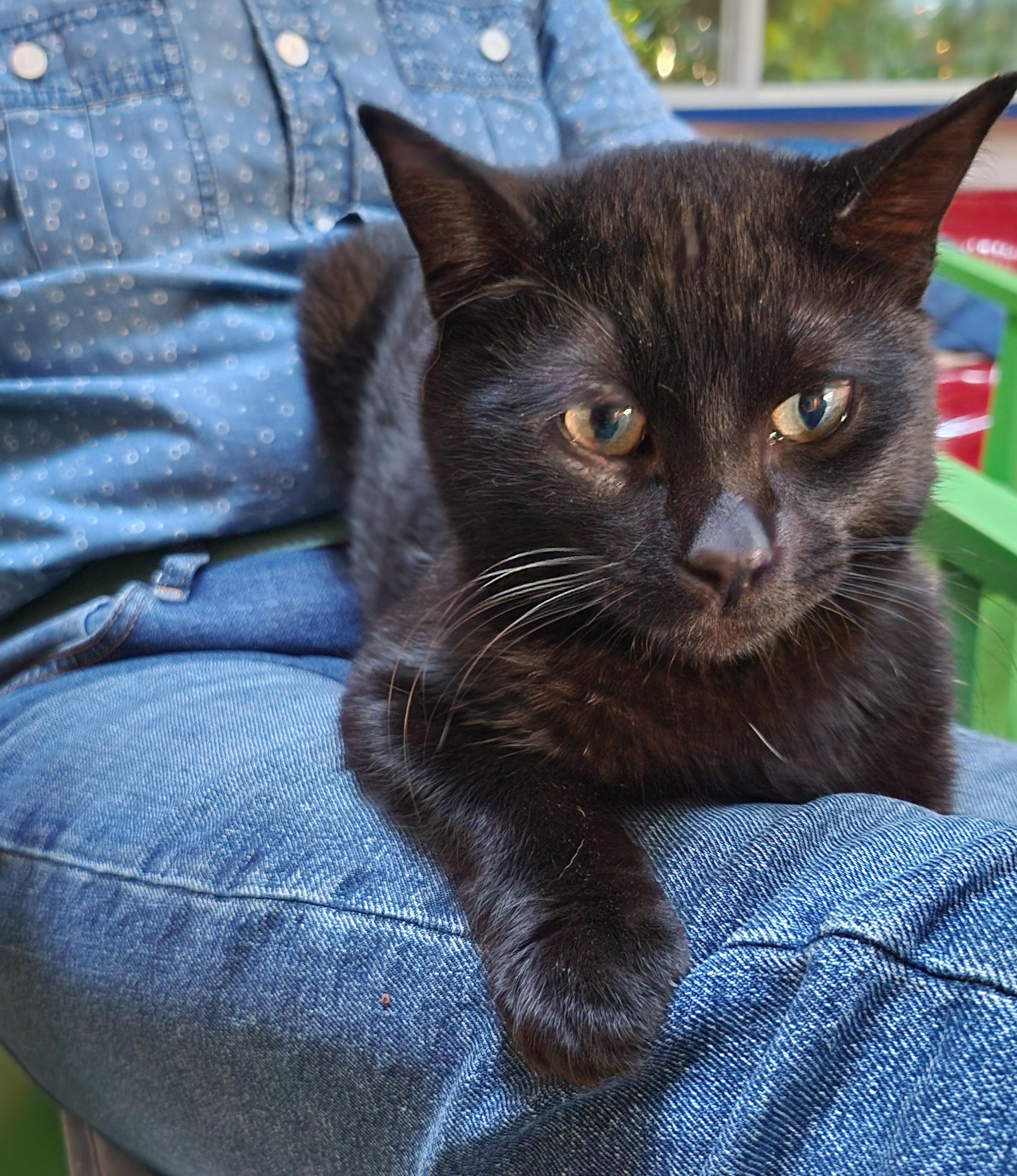 Prince, a ADOPTABLE Domestic Short Hair in Marin, CA image 4/6