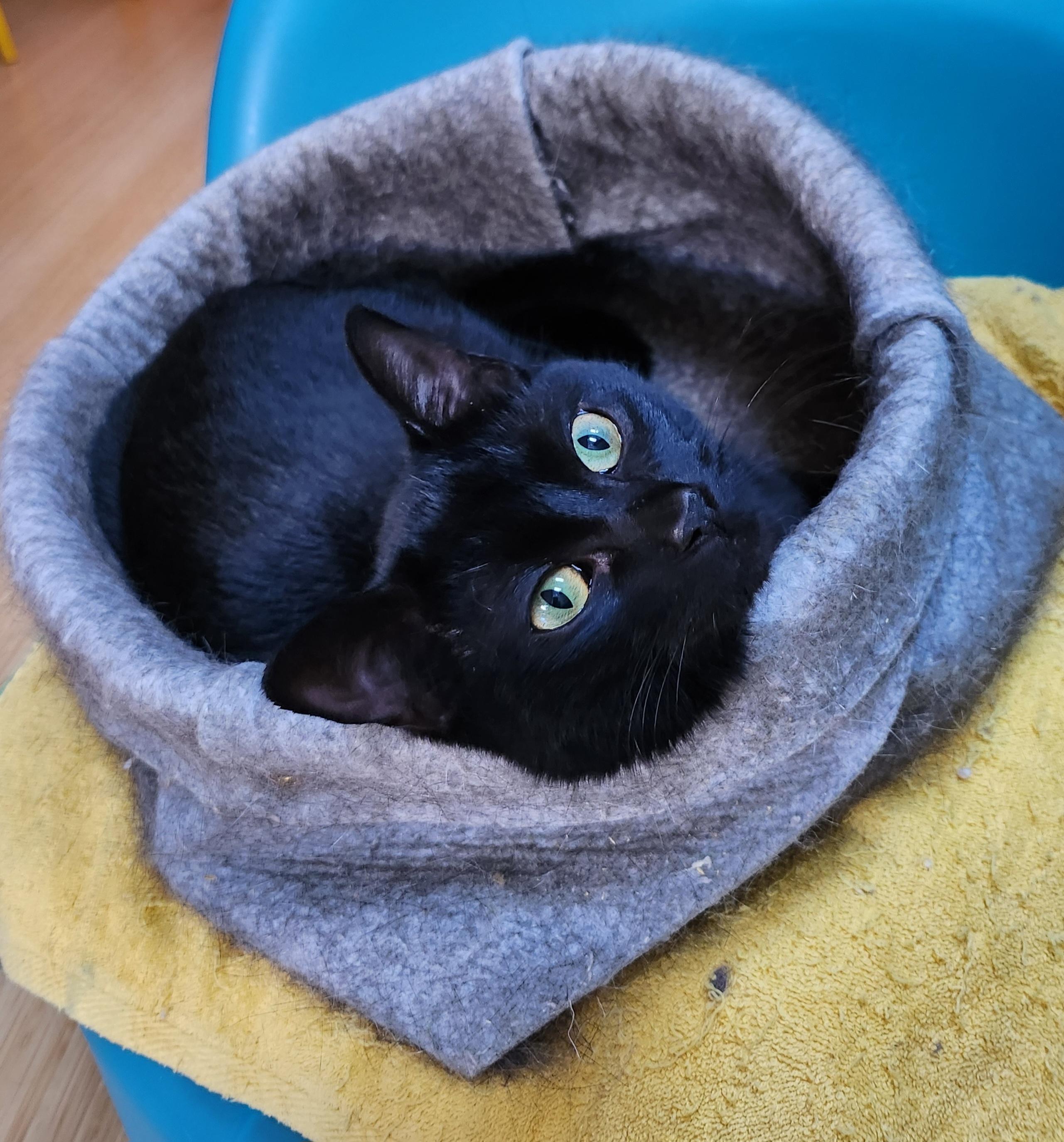 Prince, a ADOPTABLE Domestic Short Hair in Marin, CA image 5/6