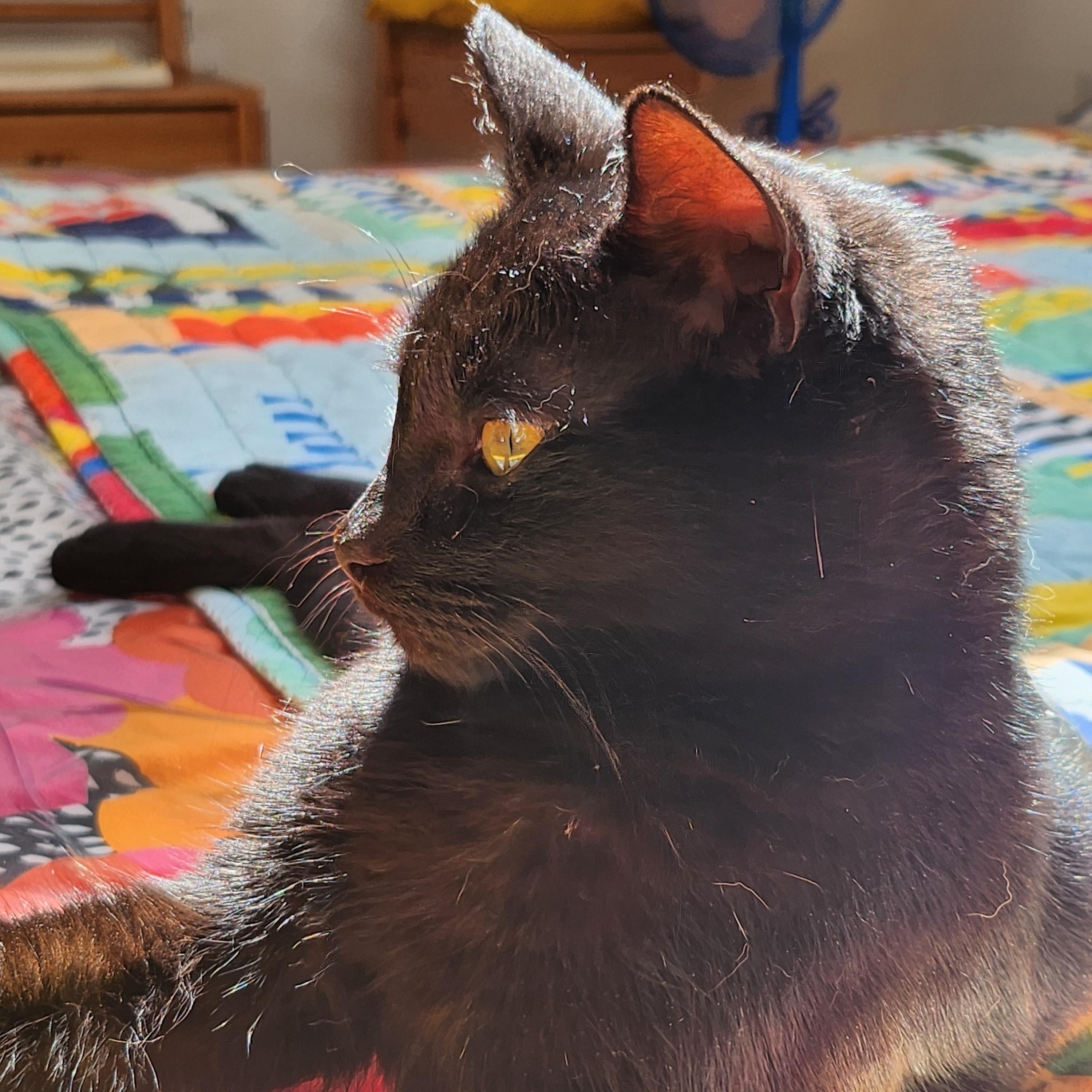 Prince, a ADOPTABLE Domestic Short Hair in Marin, CA image 3/6