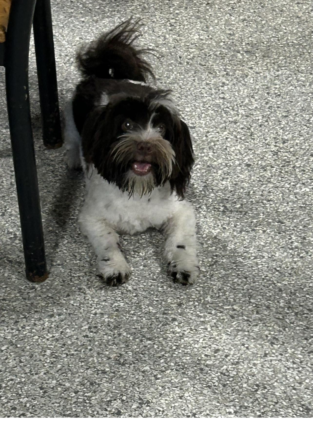 Bert