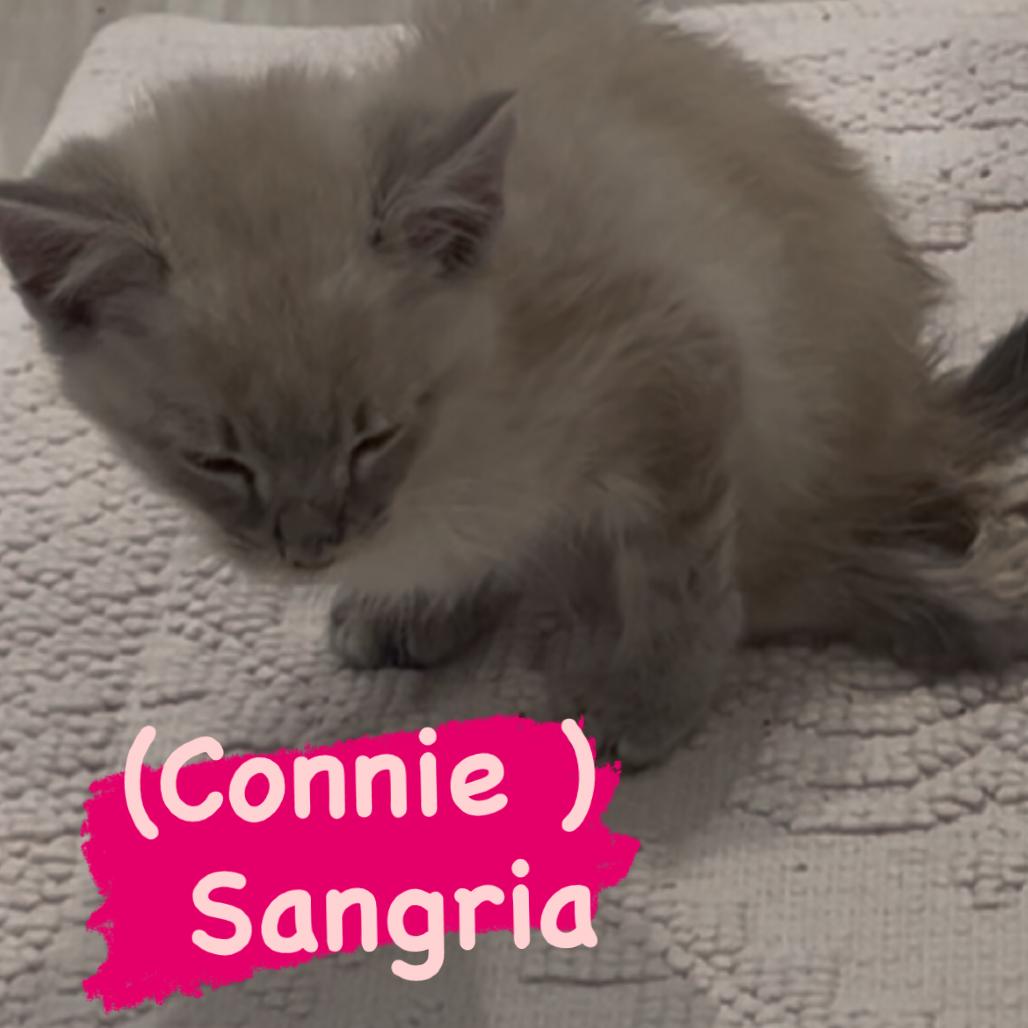 Enlarge Sangria "Connie", a Adoptable Siamese in Waxhaw, NC image 1/1