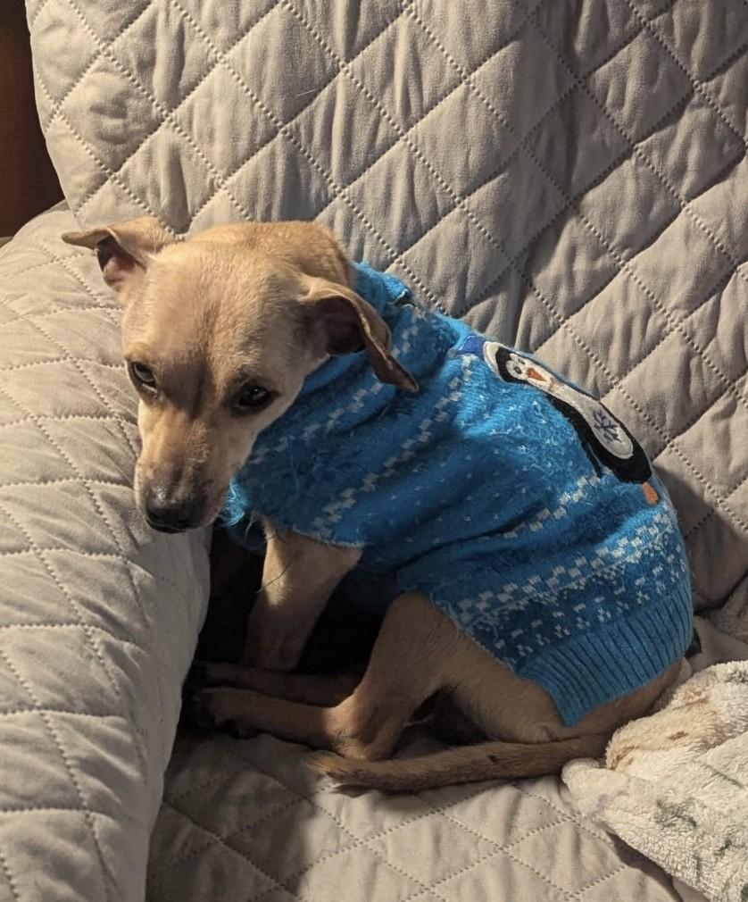 Lil Guy, adopted, Adult Male Chihuahua & Italian Greyhound.