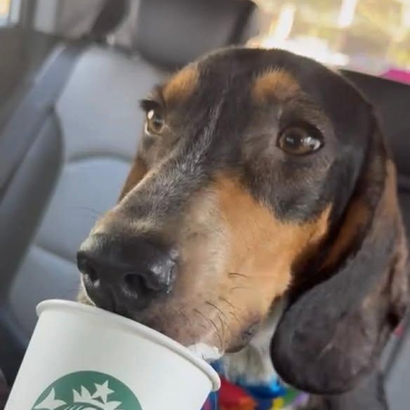 Nugget (20260206-03)