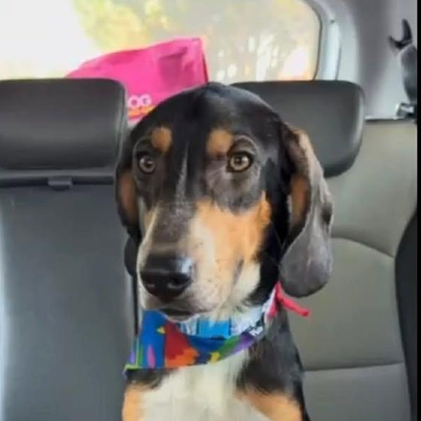 Nugget (20260206-03) — thumbnail 3