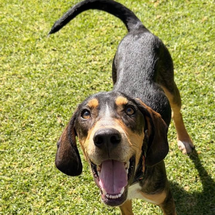 Nugget (20260206-03) — thumbnail 4