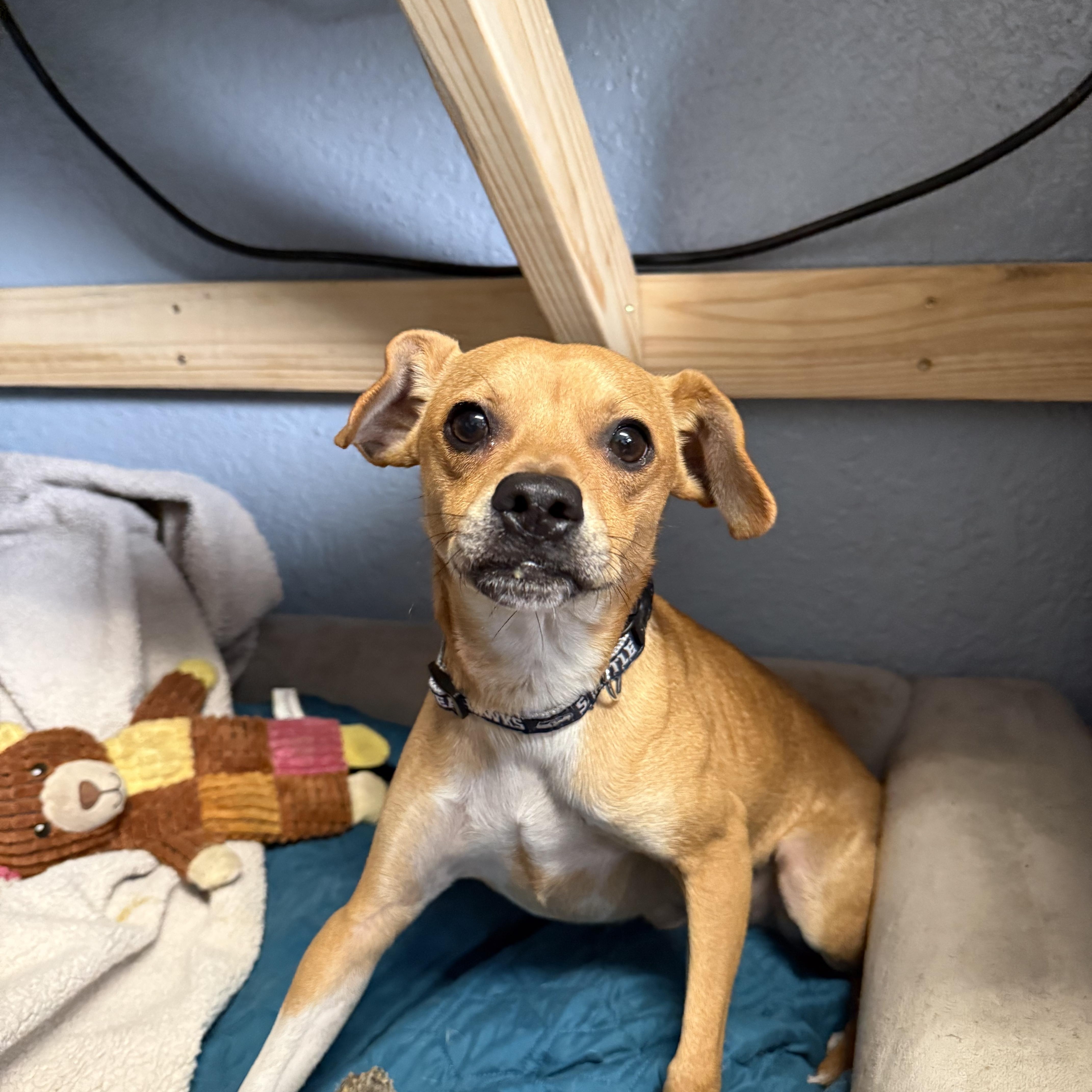 Rascal Lovebug — thumbnail 2