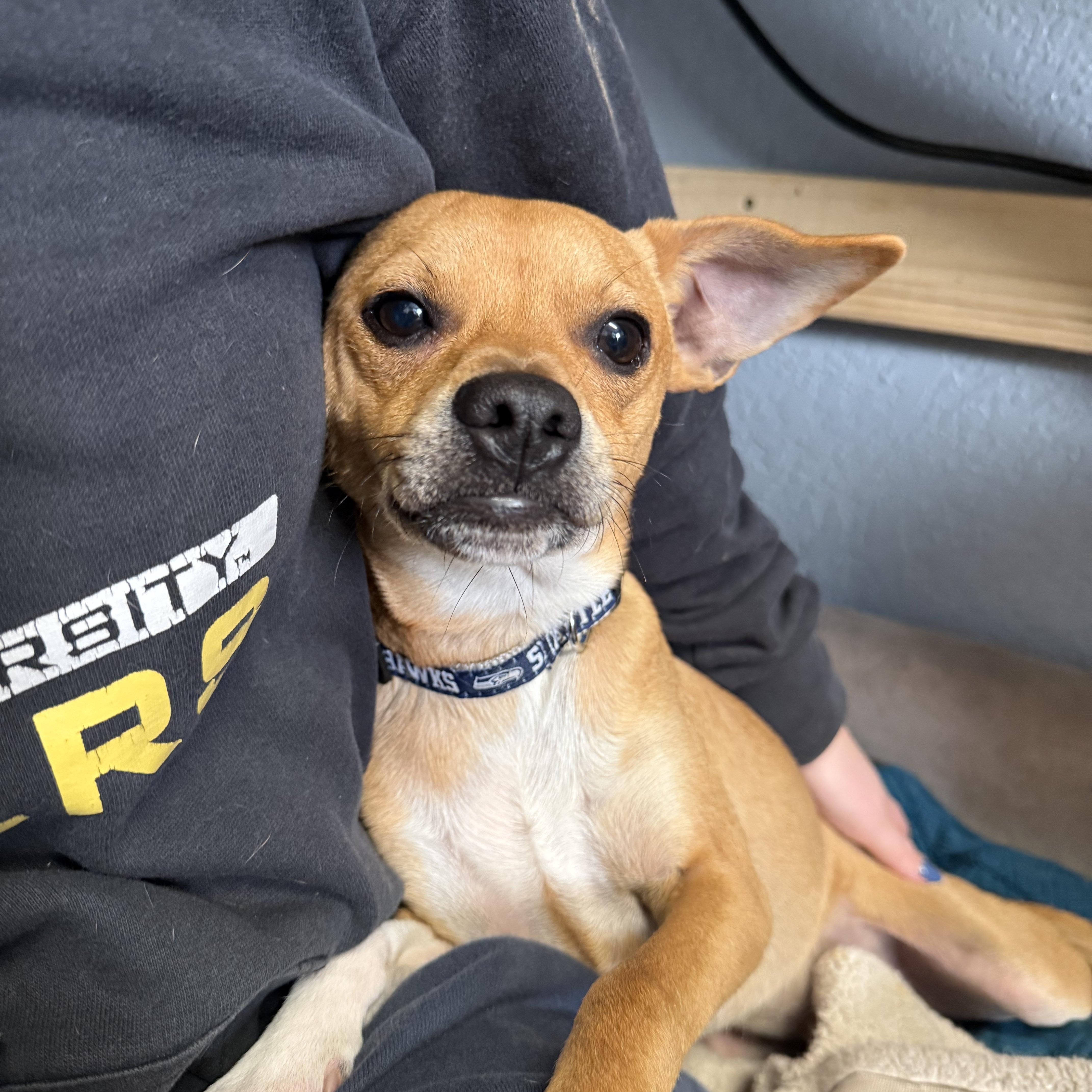 Rascal Lovebug — thumbnail 3