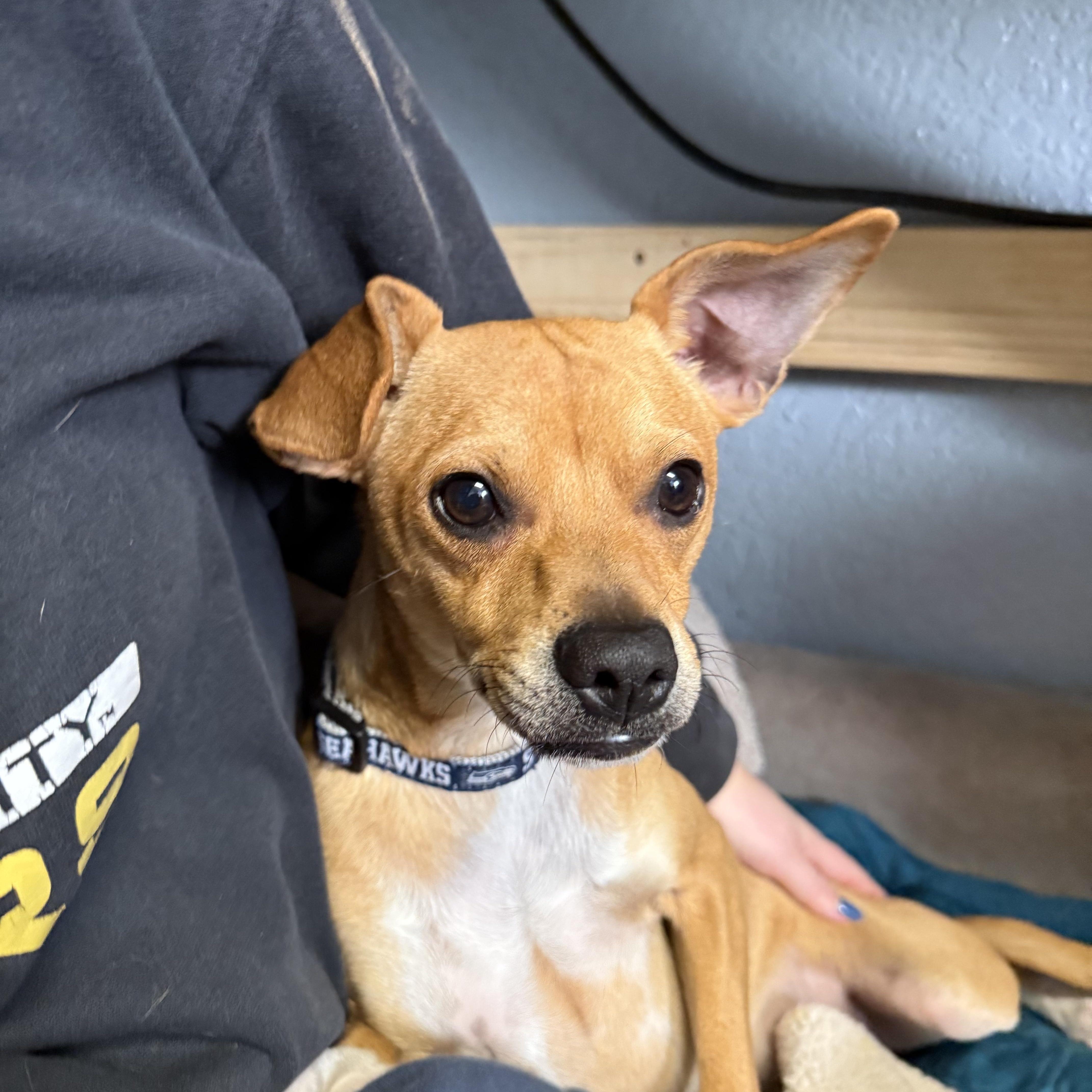 Rascal Lovebug — thumbnail 4