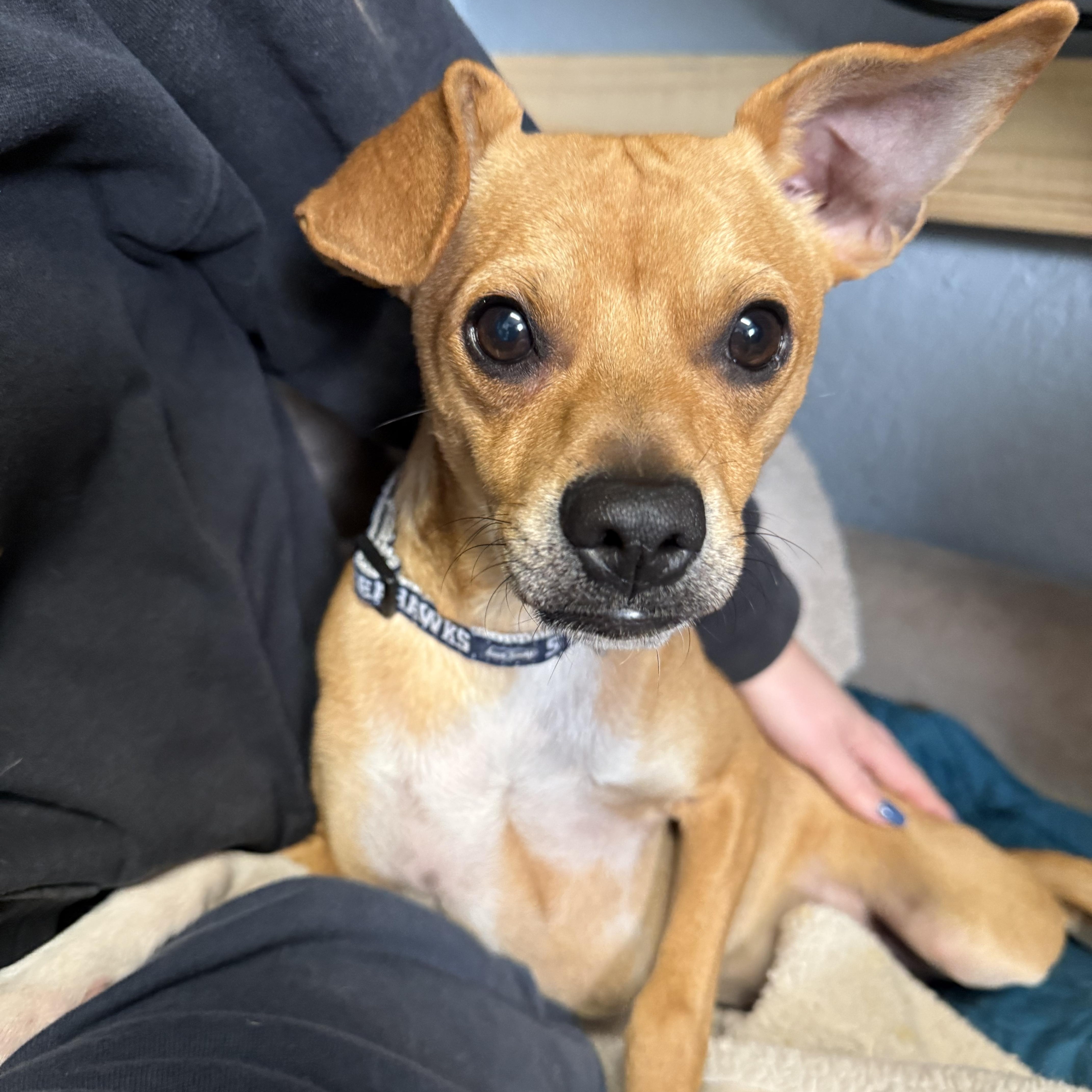 Rascal Lovebug — thumbnail 5