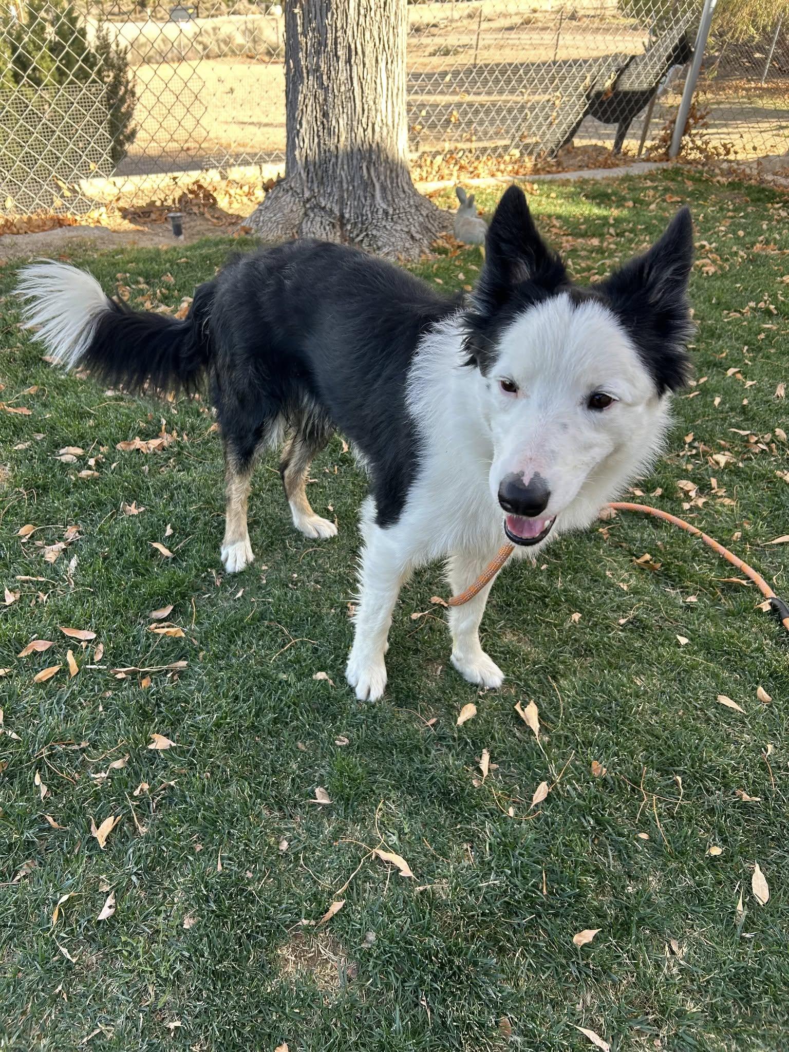 Tarzan, Adoptable, Adult Male Border Collie.