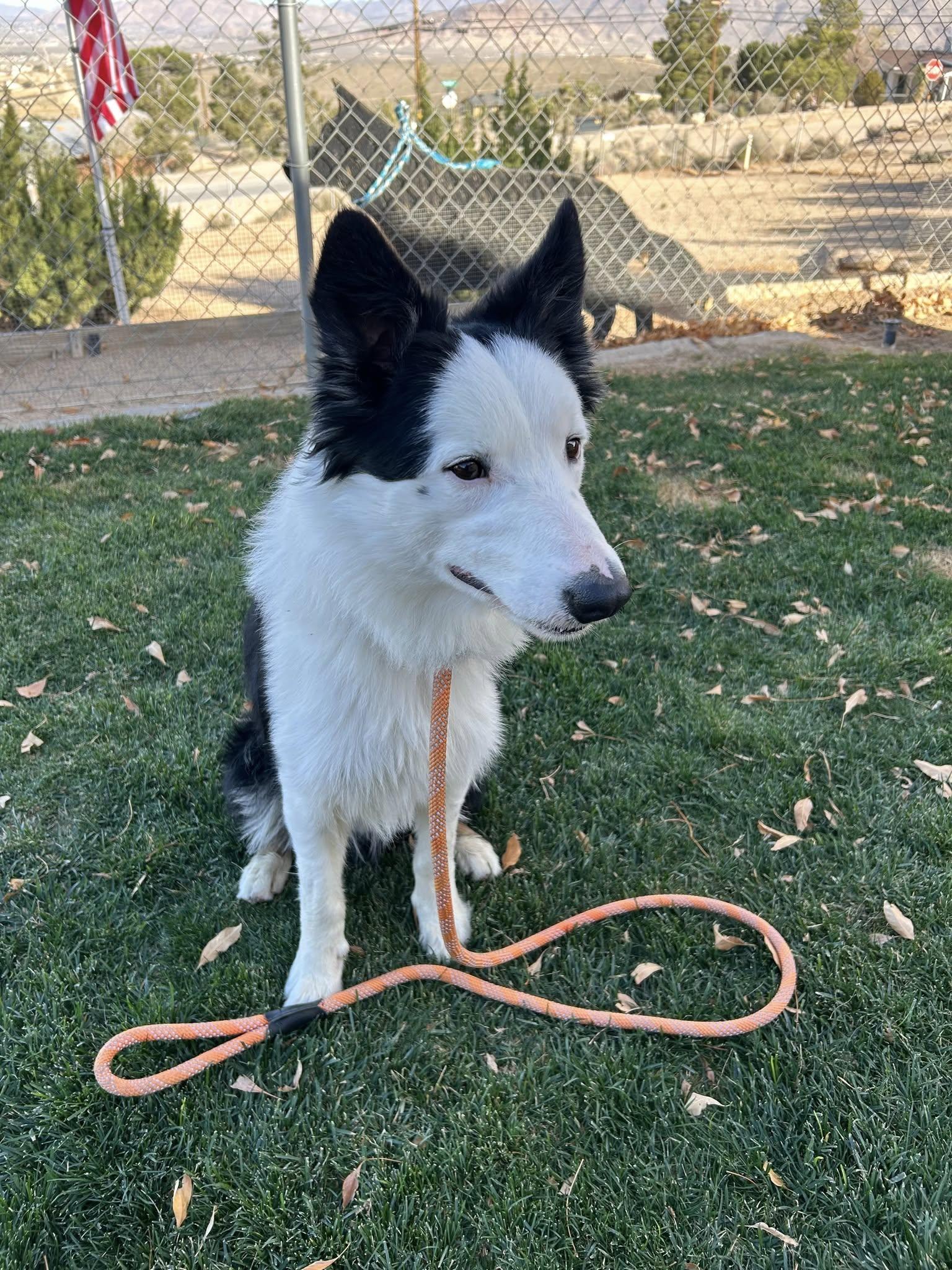 Enlarge Tarzan, a Adoptable Border Collie in Paso Robles, CA image 3/3