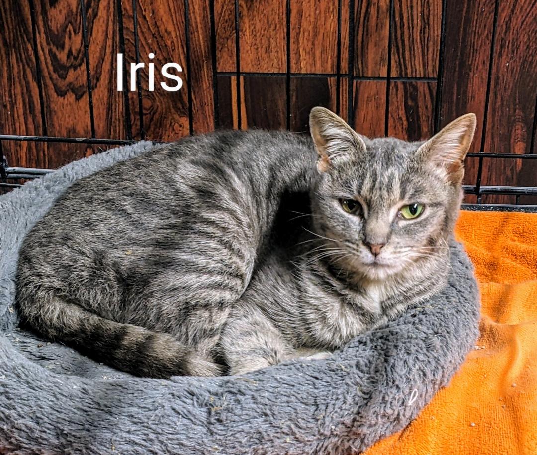 Iris, a Adoptable Tabby in Binghamton, NY image 2/3