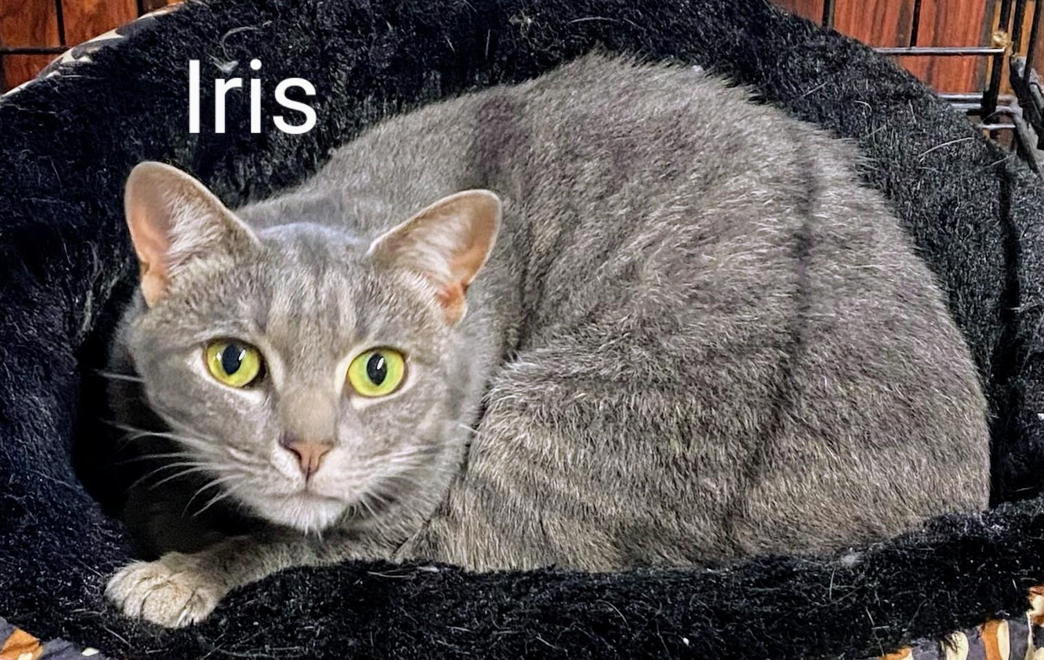 Iris