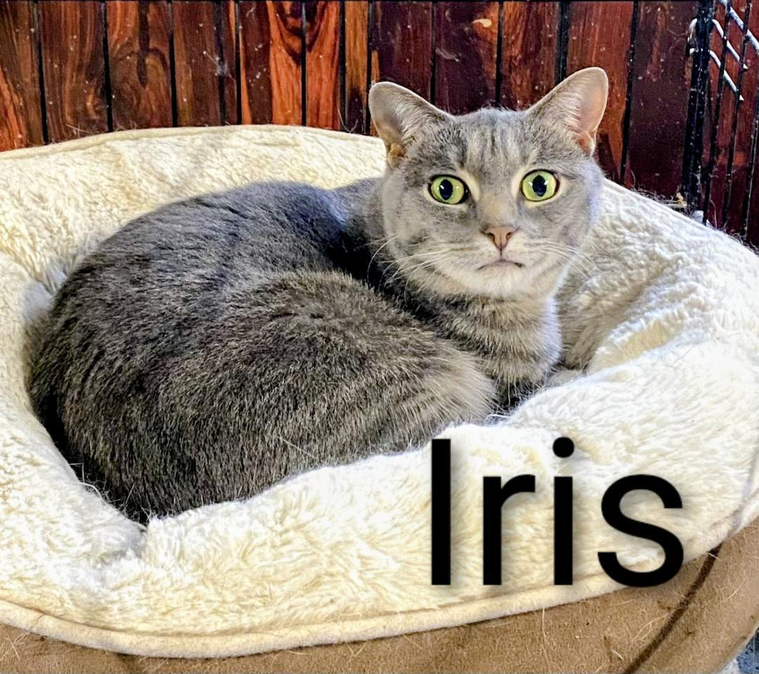 Iris, a Adoptable Tabby in Binghamton, NY image 1/3