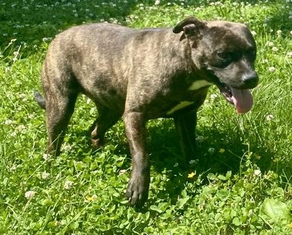 sara, a ADOPTABLE Pit Bull Terrier in Glasgow, KY image 2/3
