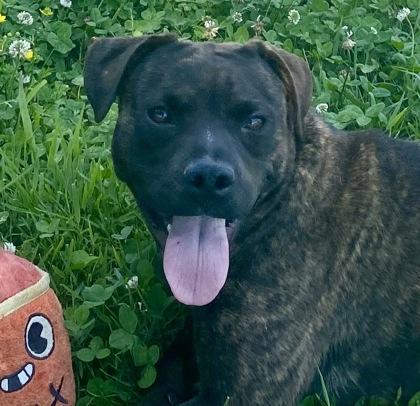 sara, a ADOPTABLE Pit Bull Terrier in Glasgow, KY image 1/3