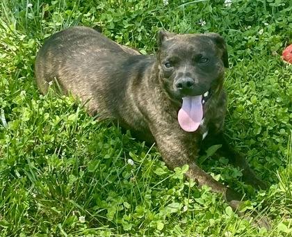 sara, a ADOPTABLE Pit Bull Terrier in Glasgow, KY image 3/3