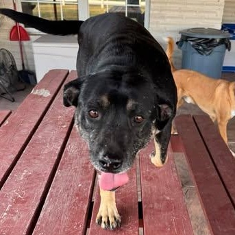 Enlarge LUCKY, a Adoptable mixed breed in Denver , CO image 5/5