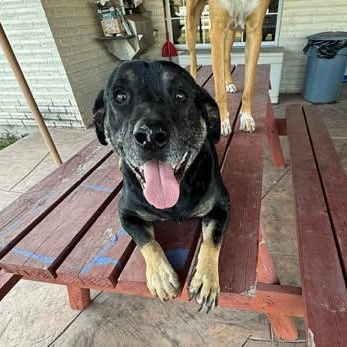 Enlarge LUCKY, a Adoptable mixed breed in Denver , CO image 4/5