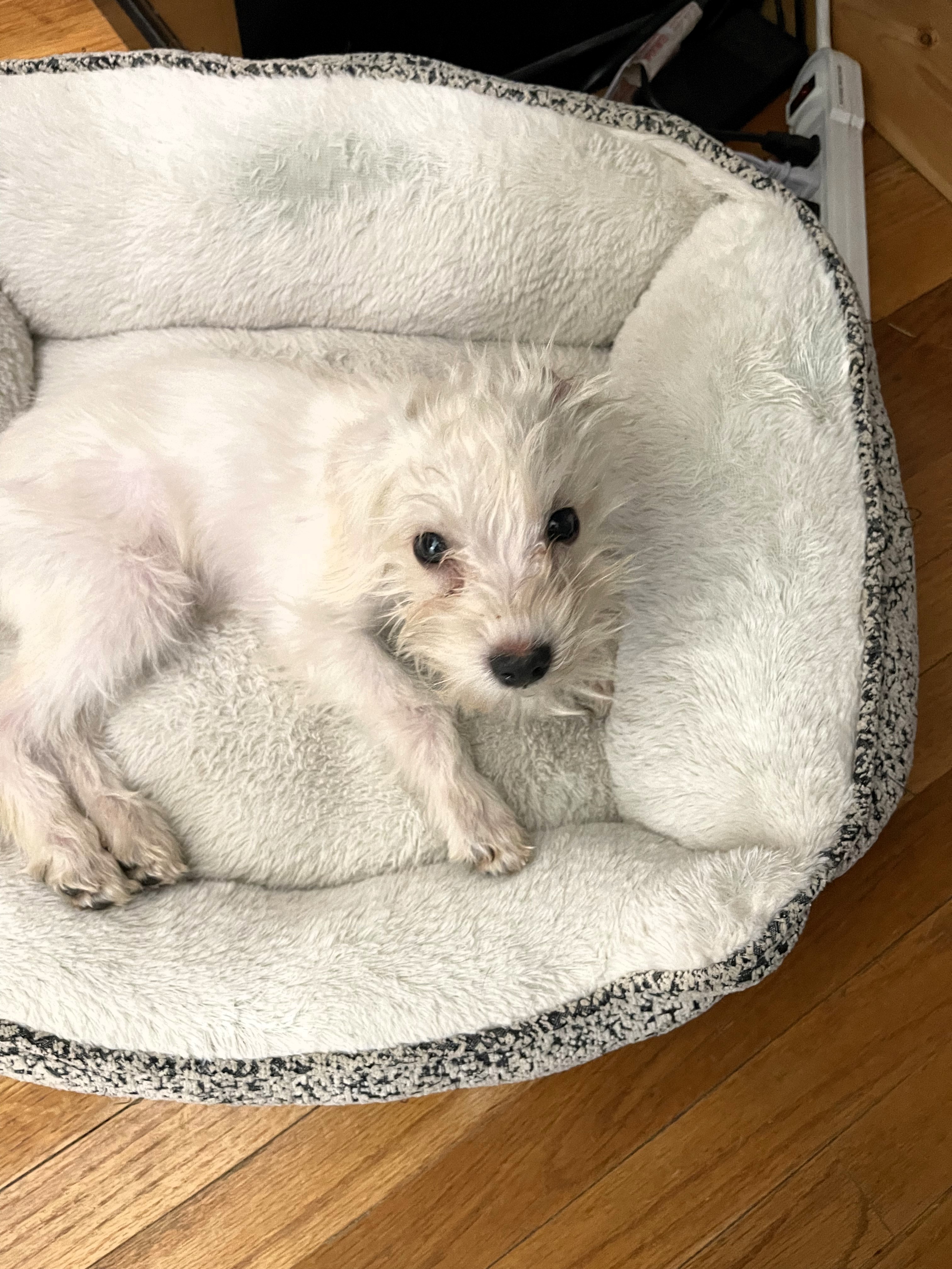 Dog for adoption Bumble, a Terrier in Salt Lake City, UT Petfinder