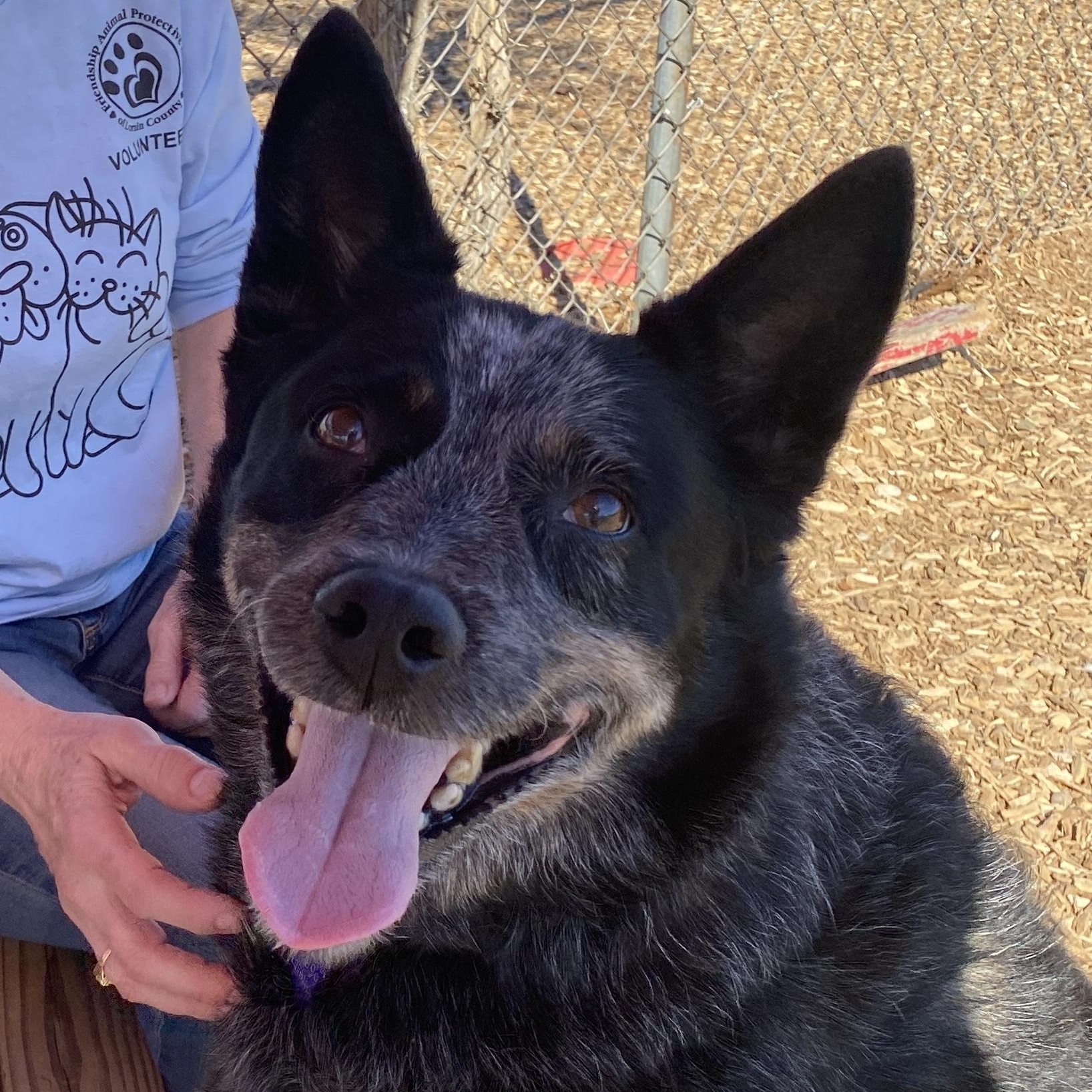 Winston, Adoptable, Adult Male Cattle Dog.
