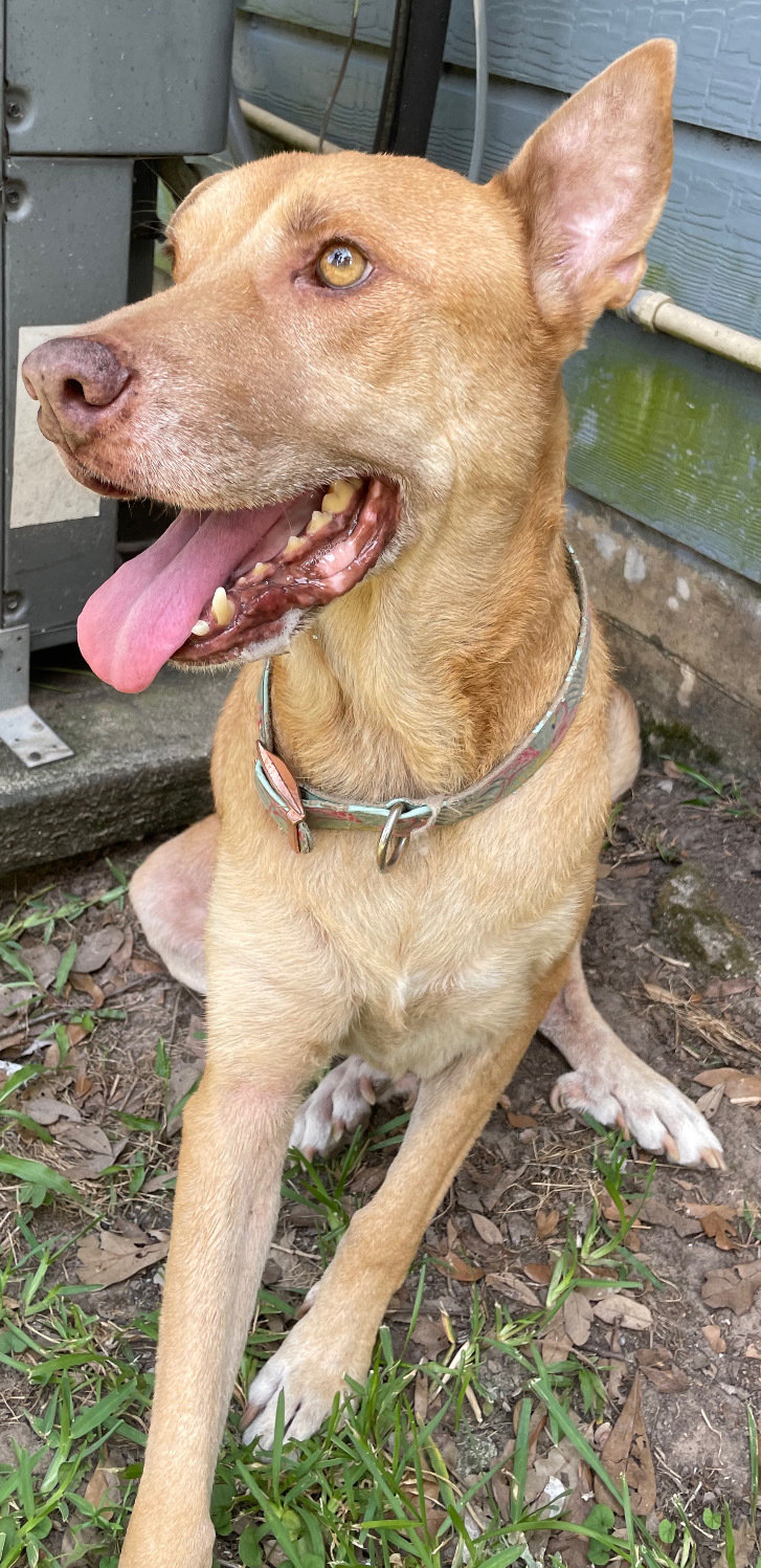 LUCKY, Adoptable, Adult Male Labrador Retriever & Carolina Dog.
