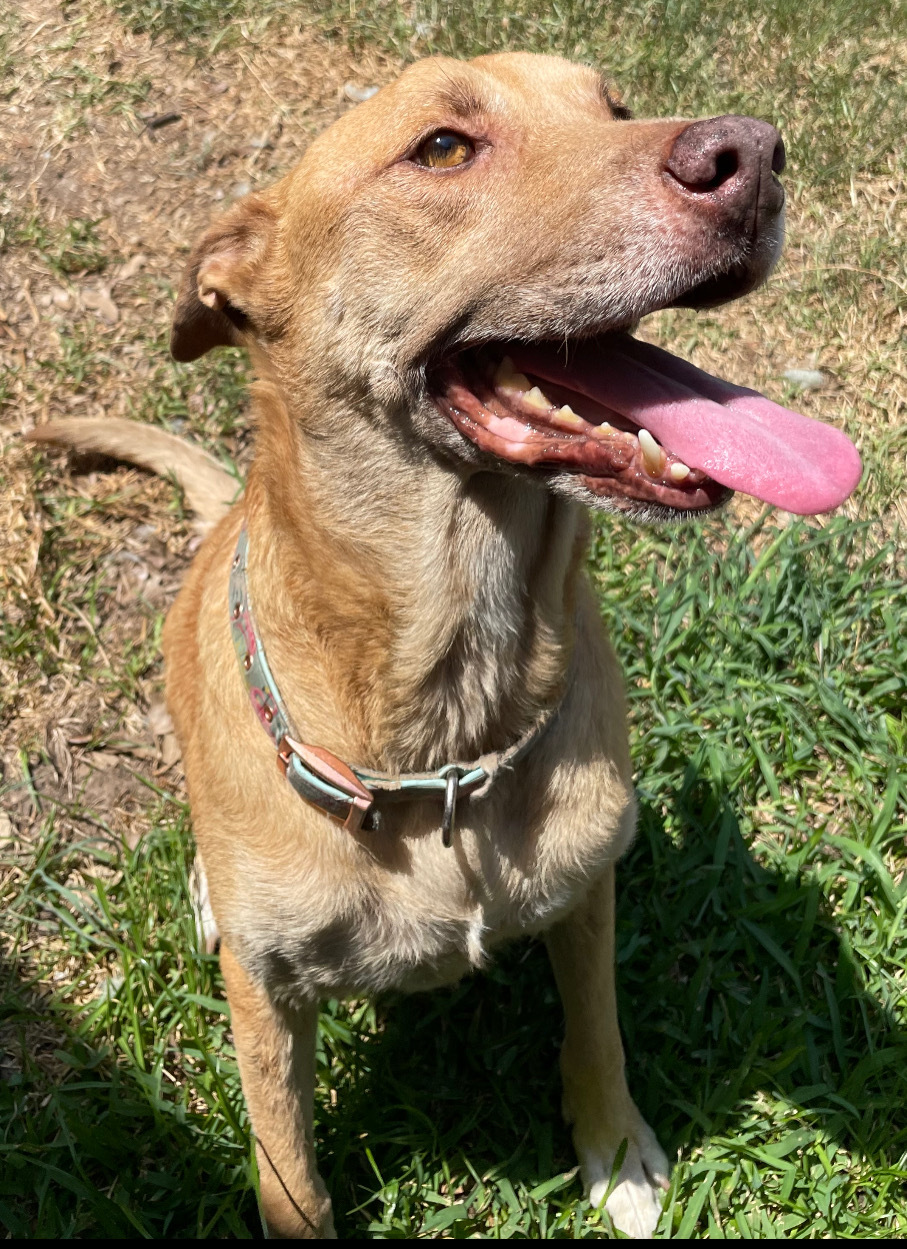 LUCKY, a Adoptable mixed breed in Harrington, DE image 4/11