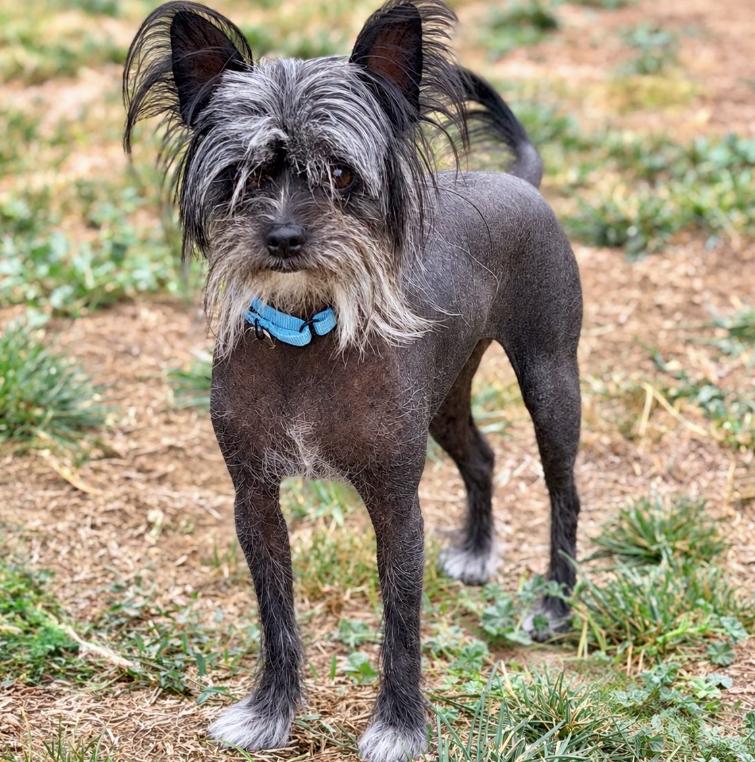 Enlarge Wilford, a Adoptable mixed breed in Mead, CO image 1/1