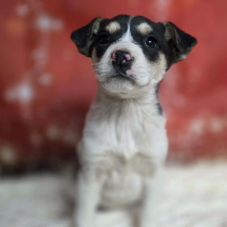 Charlotte, Adoptable, Puppy Female Cattle Dog.