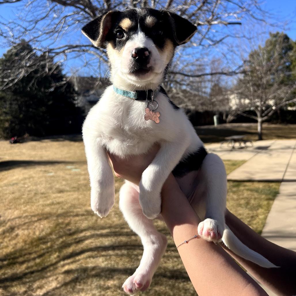 Enlarge Charlotte, a Adoptable mixed breed in Fort Collins, CO image 3/3