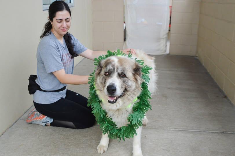Enlarge Echo, a Adoptable Great Pyrenees in McKinney, TX image 1/1