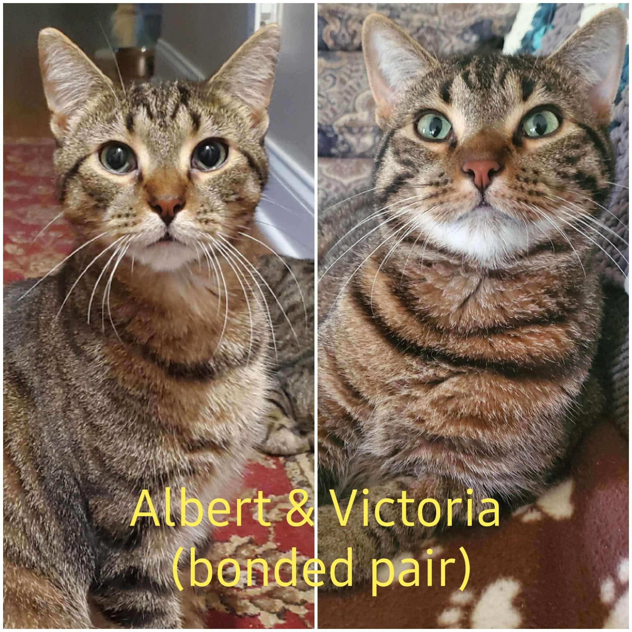 Albert, Adoptable, Adult Male Domestic Short Hair.