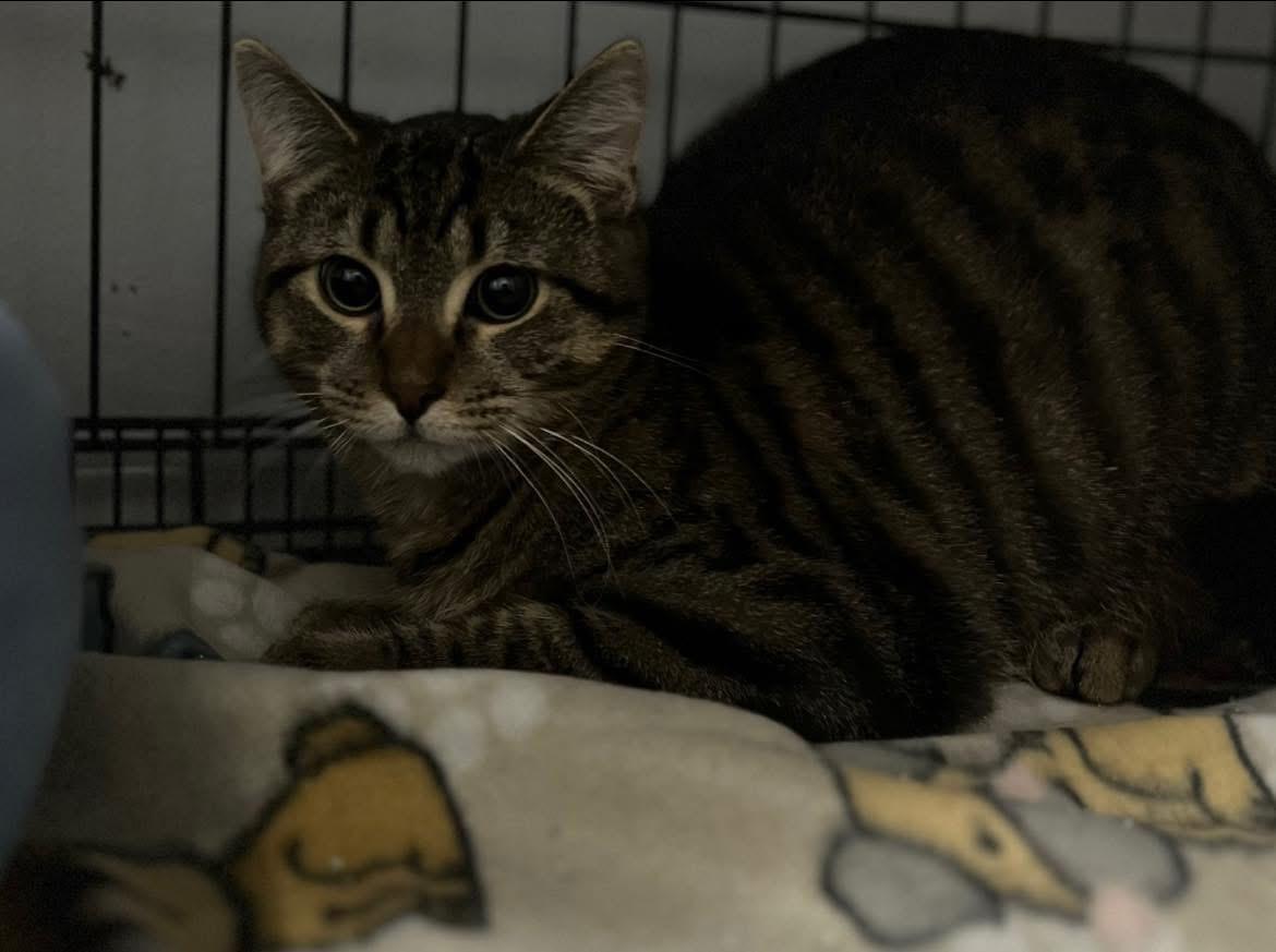 Enlarge Albert, a Adoptable Domestic Short Hair in Austintown, OH image 2/2