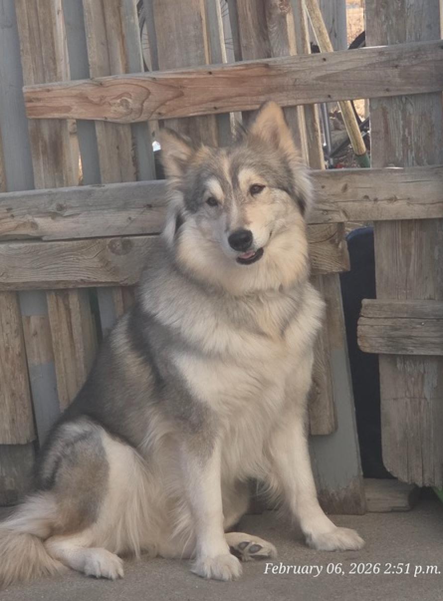 Enlarge Floof, an adopted mixed breed in Calgary, AB image 4/6