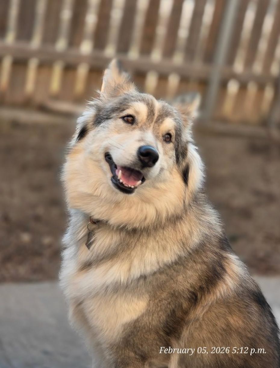 Enlarge Floof, an adopted mixed breed in Calgary, AB image 2/6